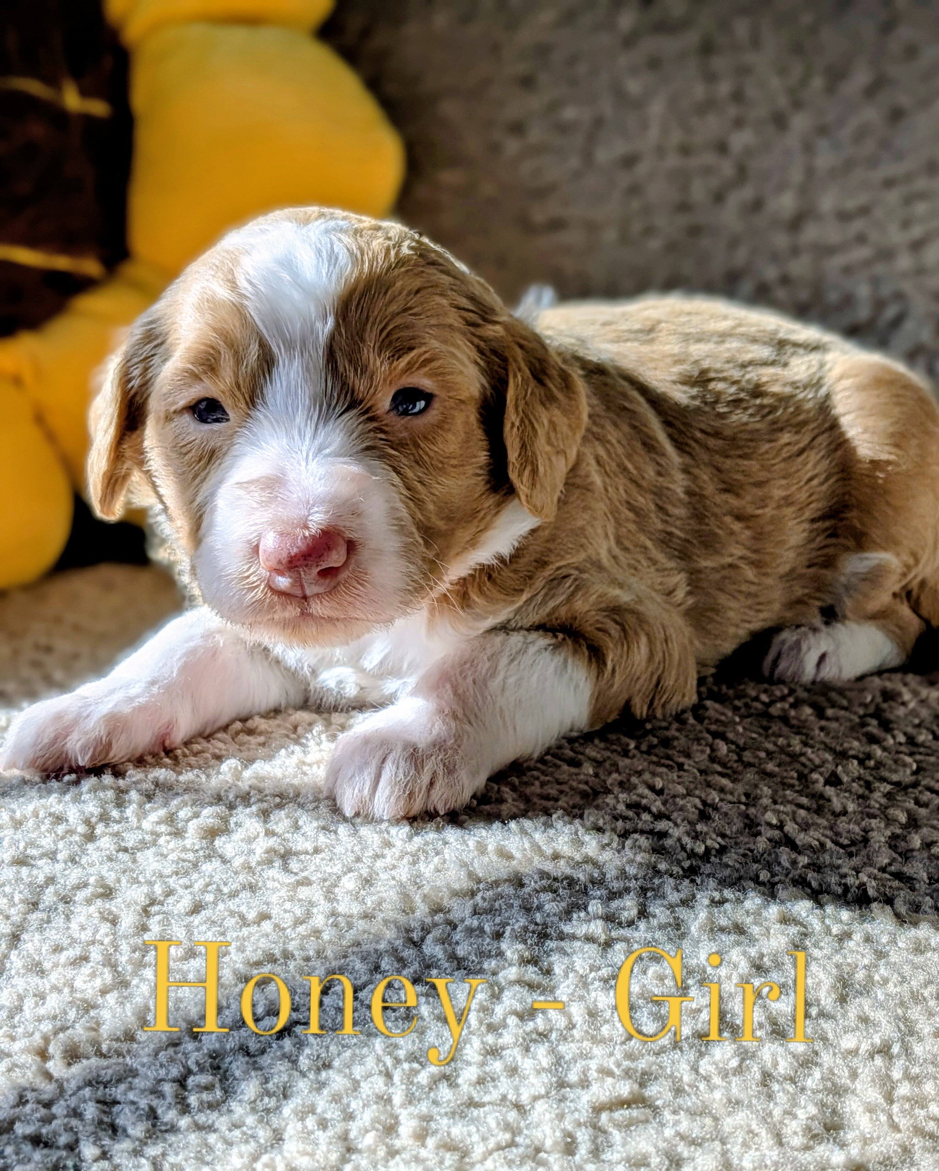 Aussiedoodle Puppies image 5