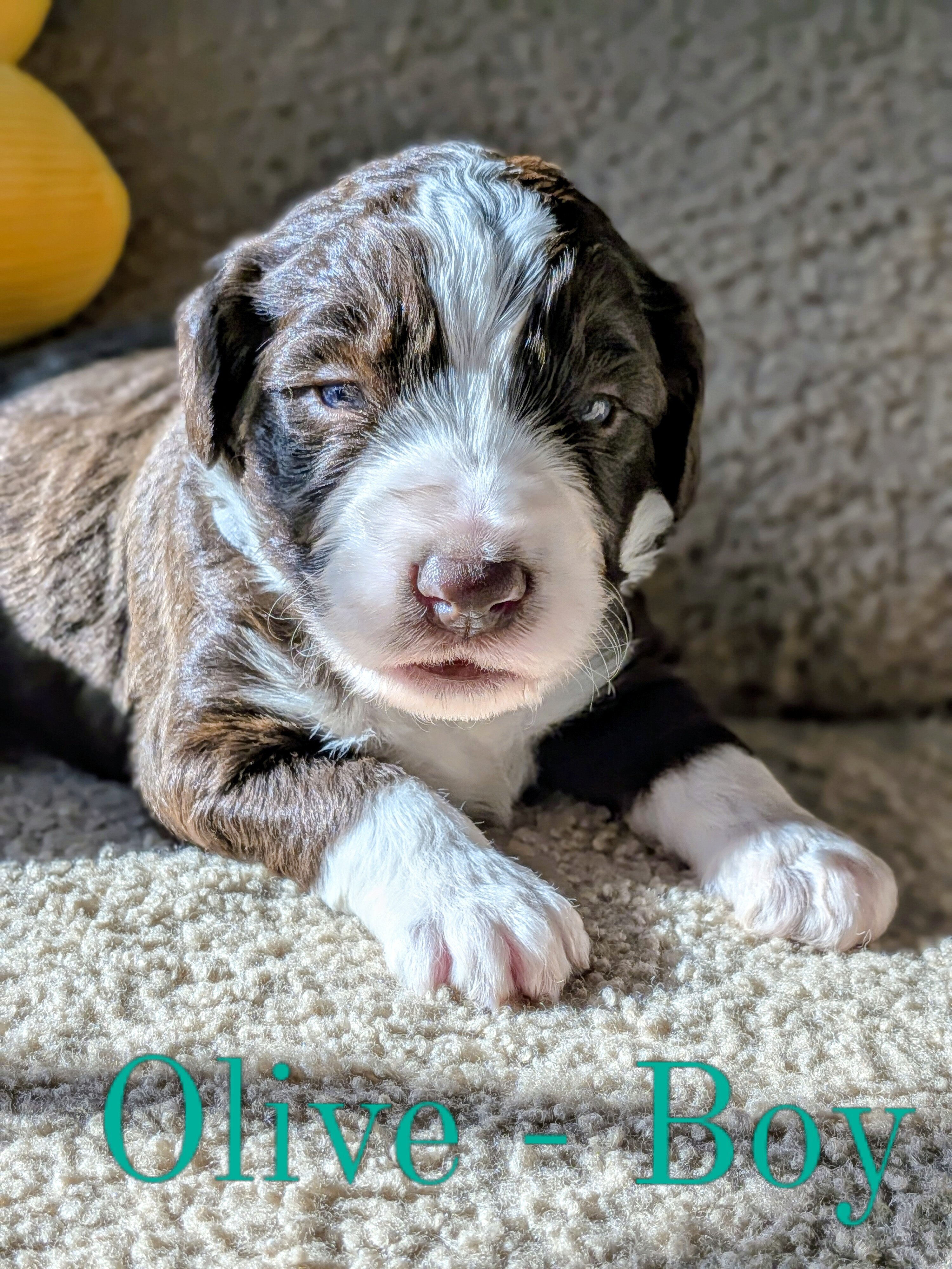 Aussiedoodle Puppies image 6