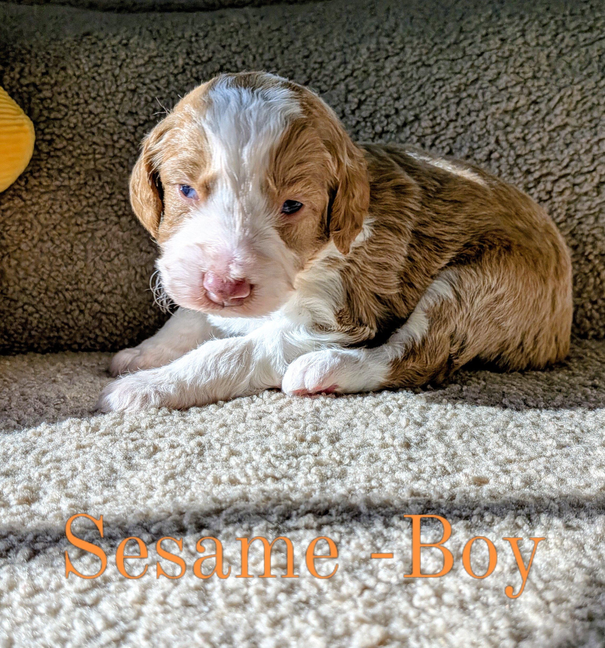 Aussiedoodle Puppies image 7