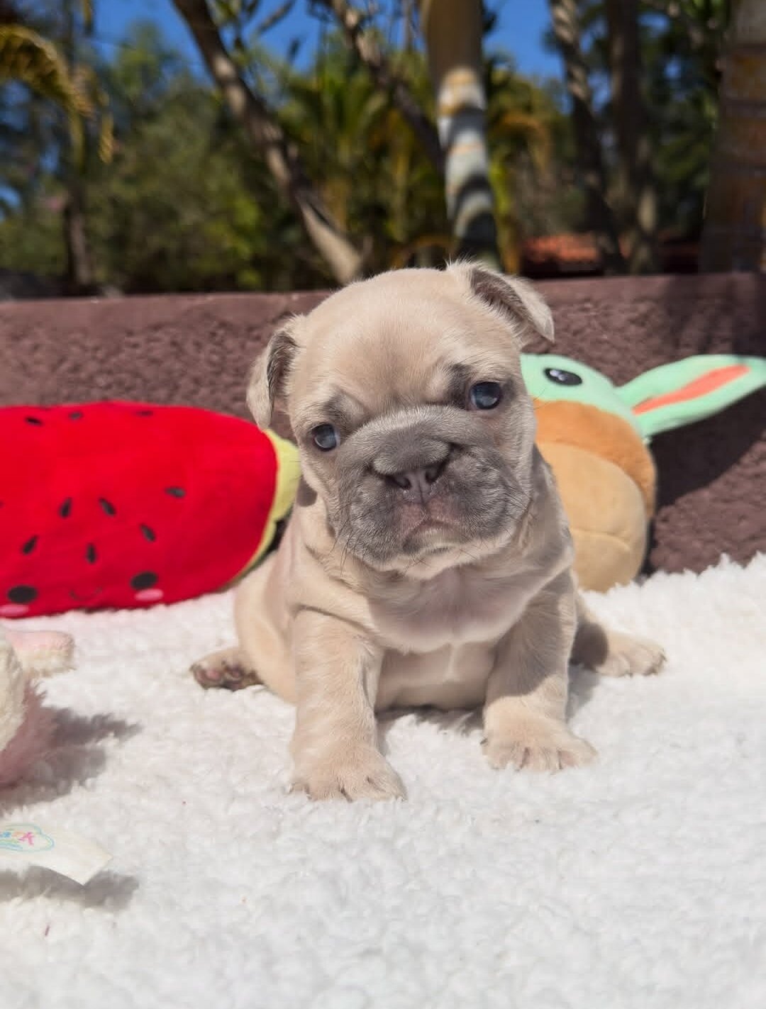 Adorable French bulldog puppies ready image 1
