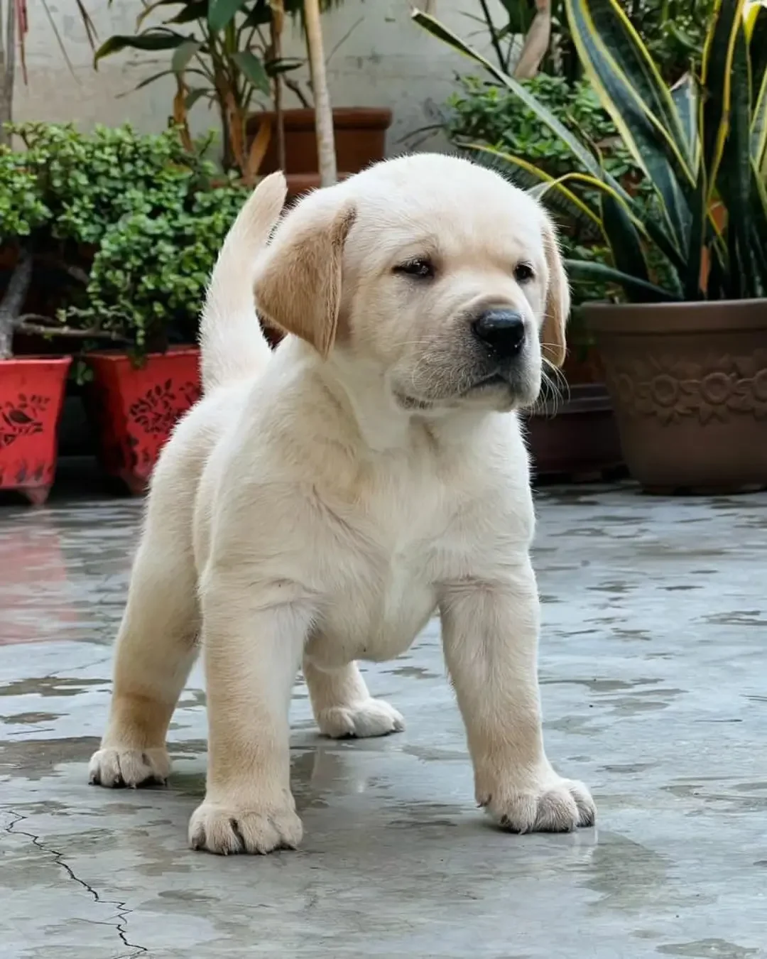 Adorable English White Labrador Puppy - Healthy, image 1