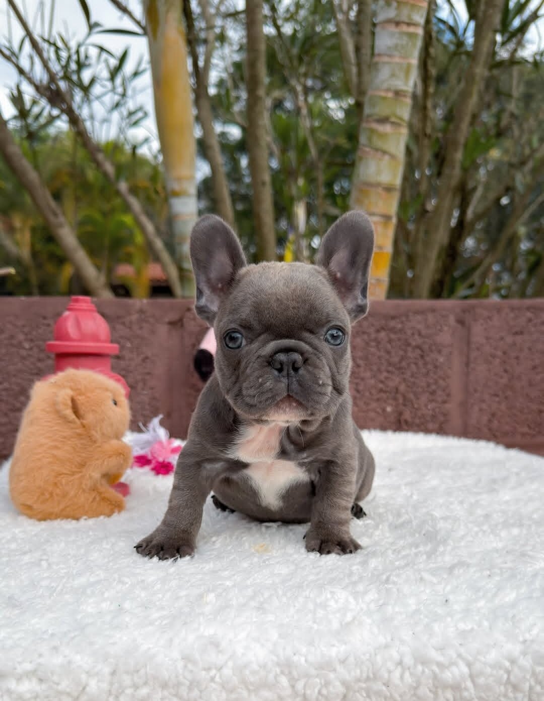 French bulldog puppies ready now image 1