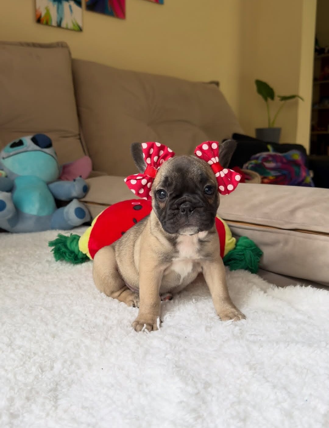 Beautiful Frenchie ready to go. image 1