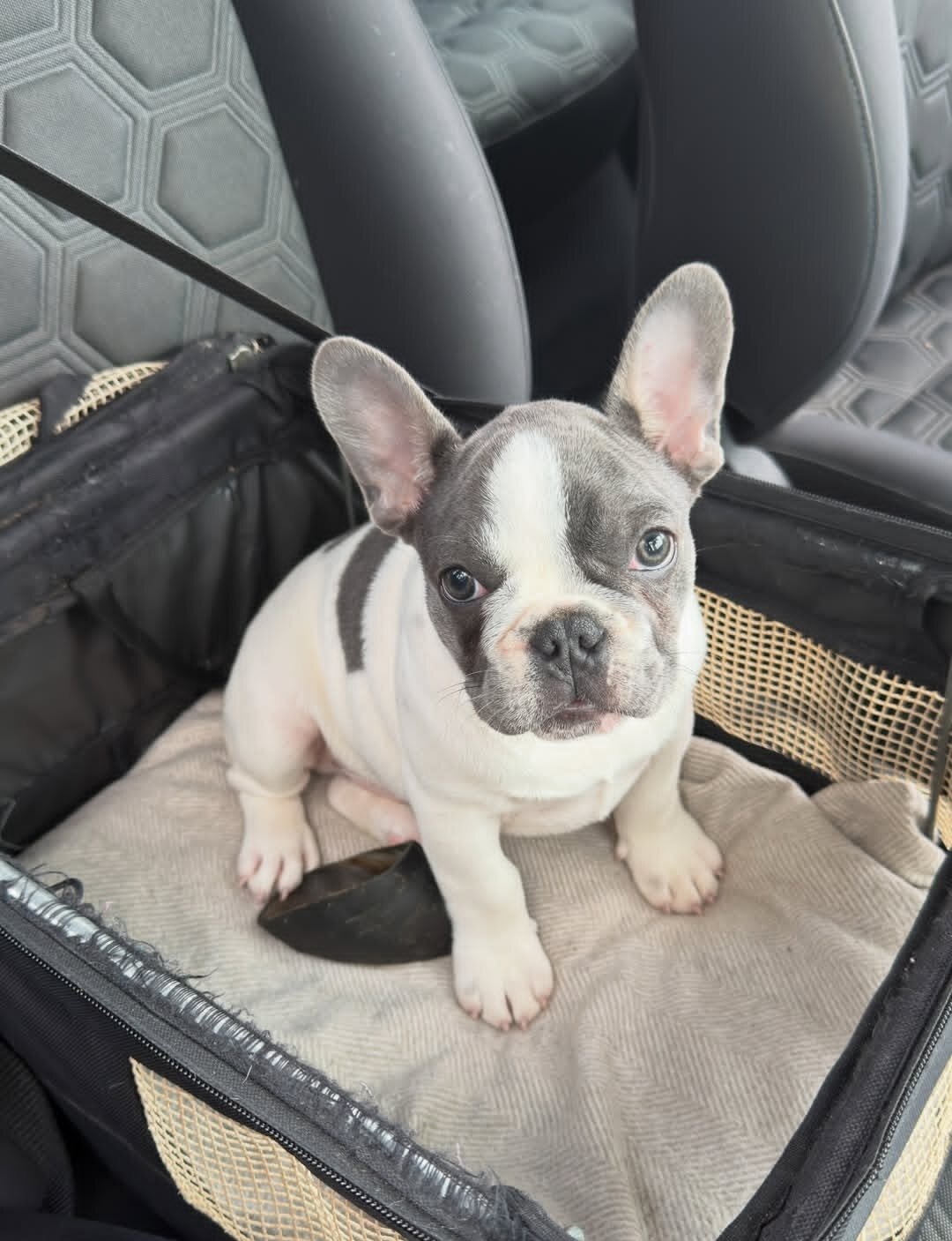Sweet French bulldog puppies ready image 1
