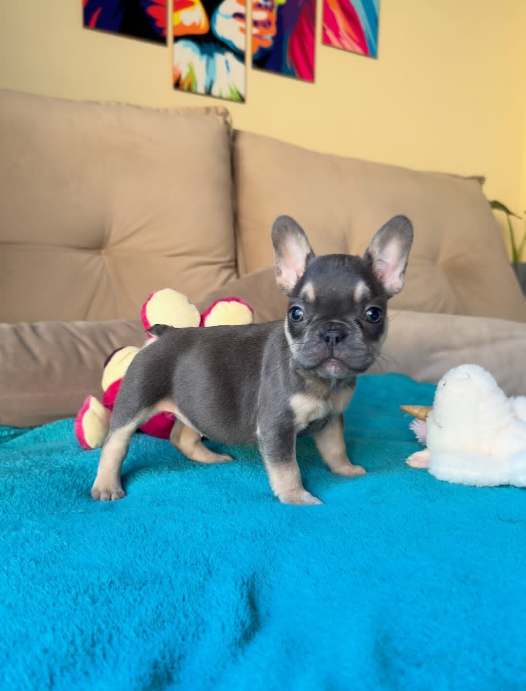 Healthy French bulldog puppies ready image 1