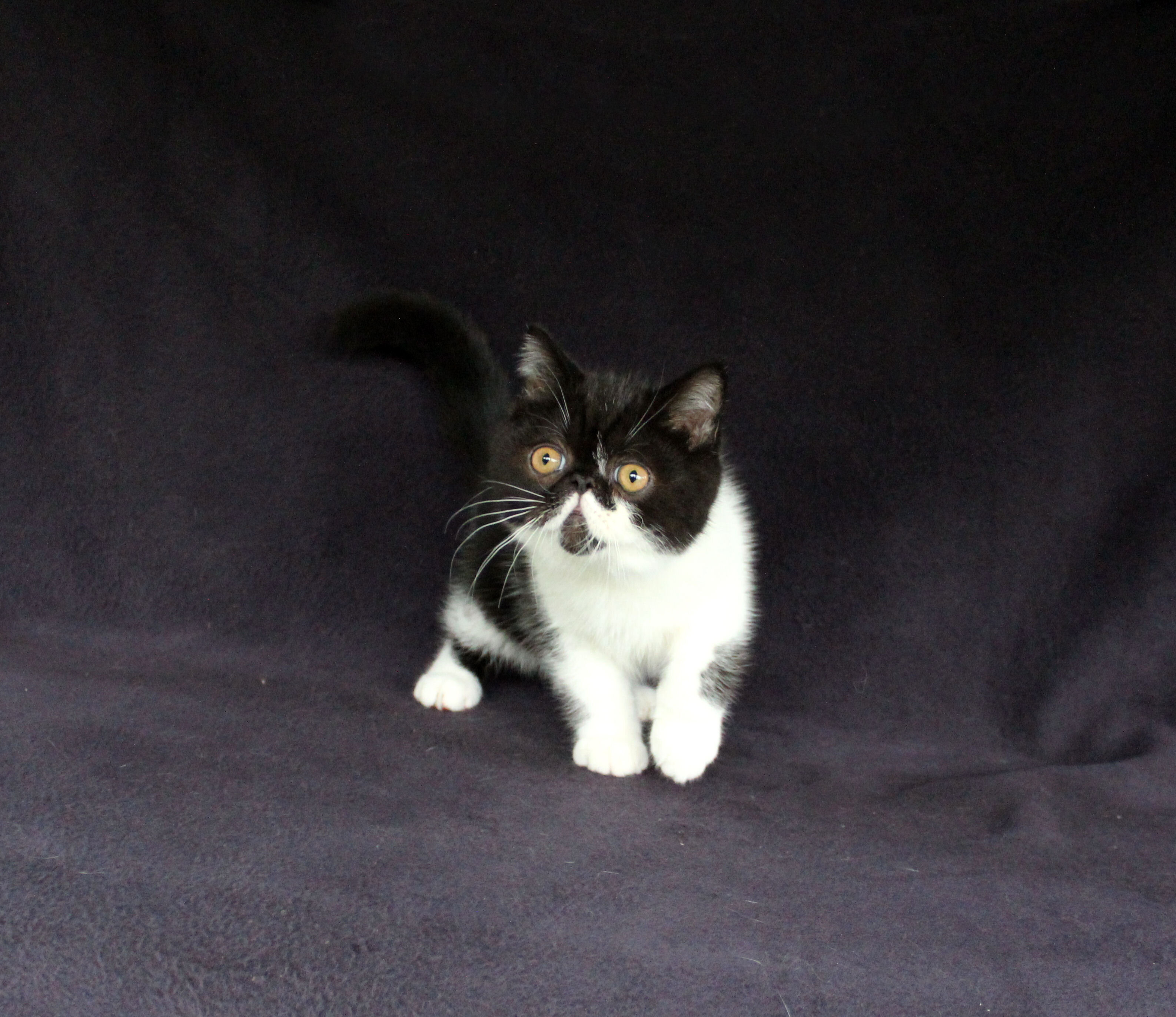 ExoticShorthairPersian Kittens Available 10/10/26 image 1