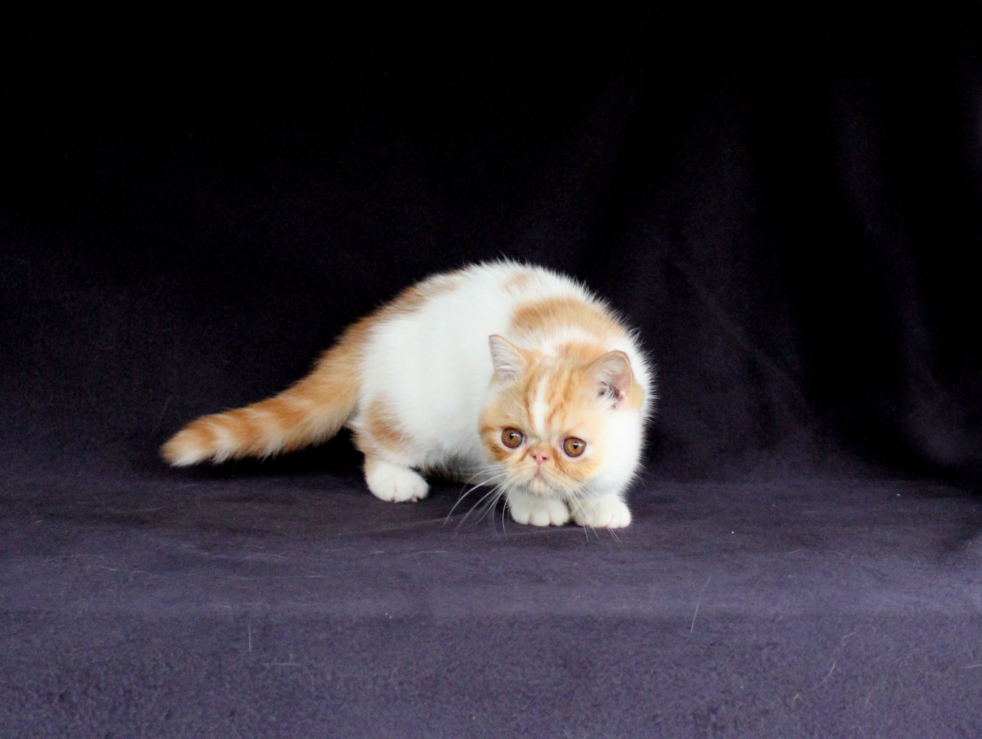 ExoticShorthairPersian Kittens Available 10/10/26 image 2