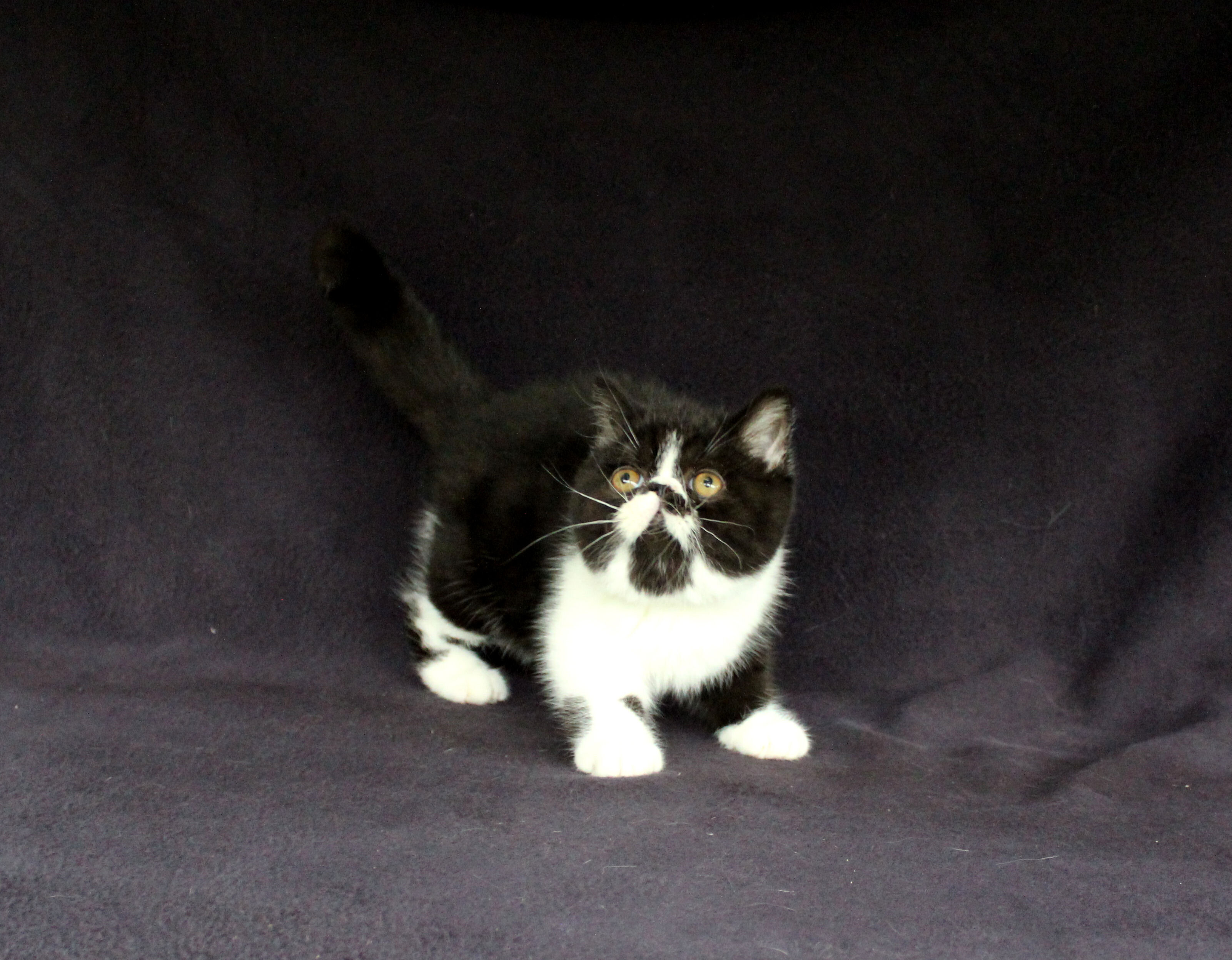 ExoticShorthairPersian Kittens Available 10/10/26 image 3