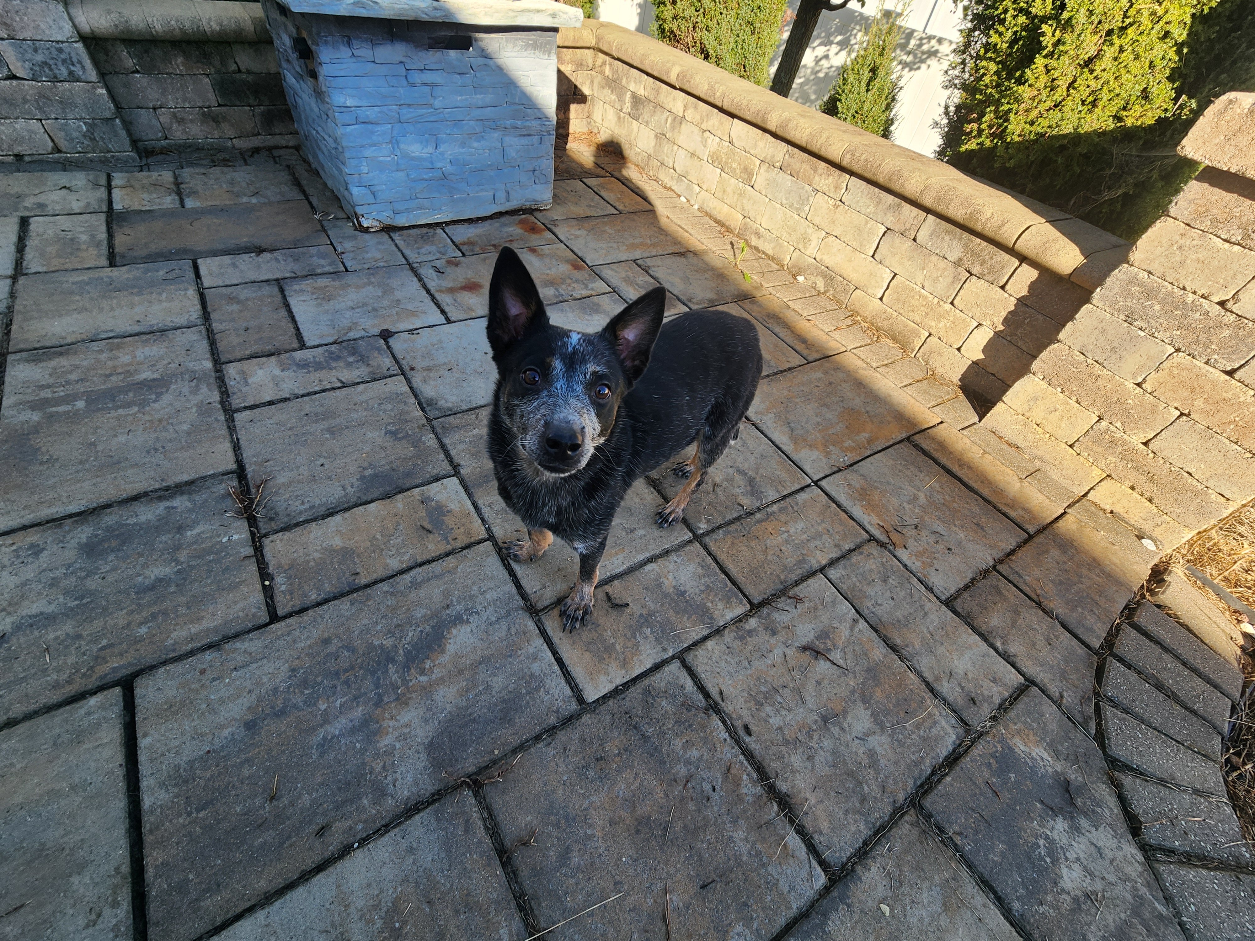Blue heeler image 1