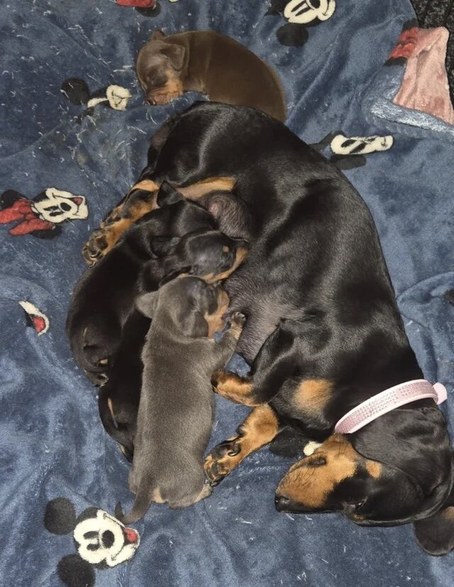 Adorable Miniature Dachshund Puppies image 1