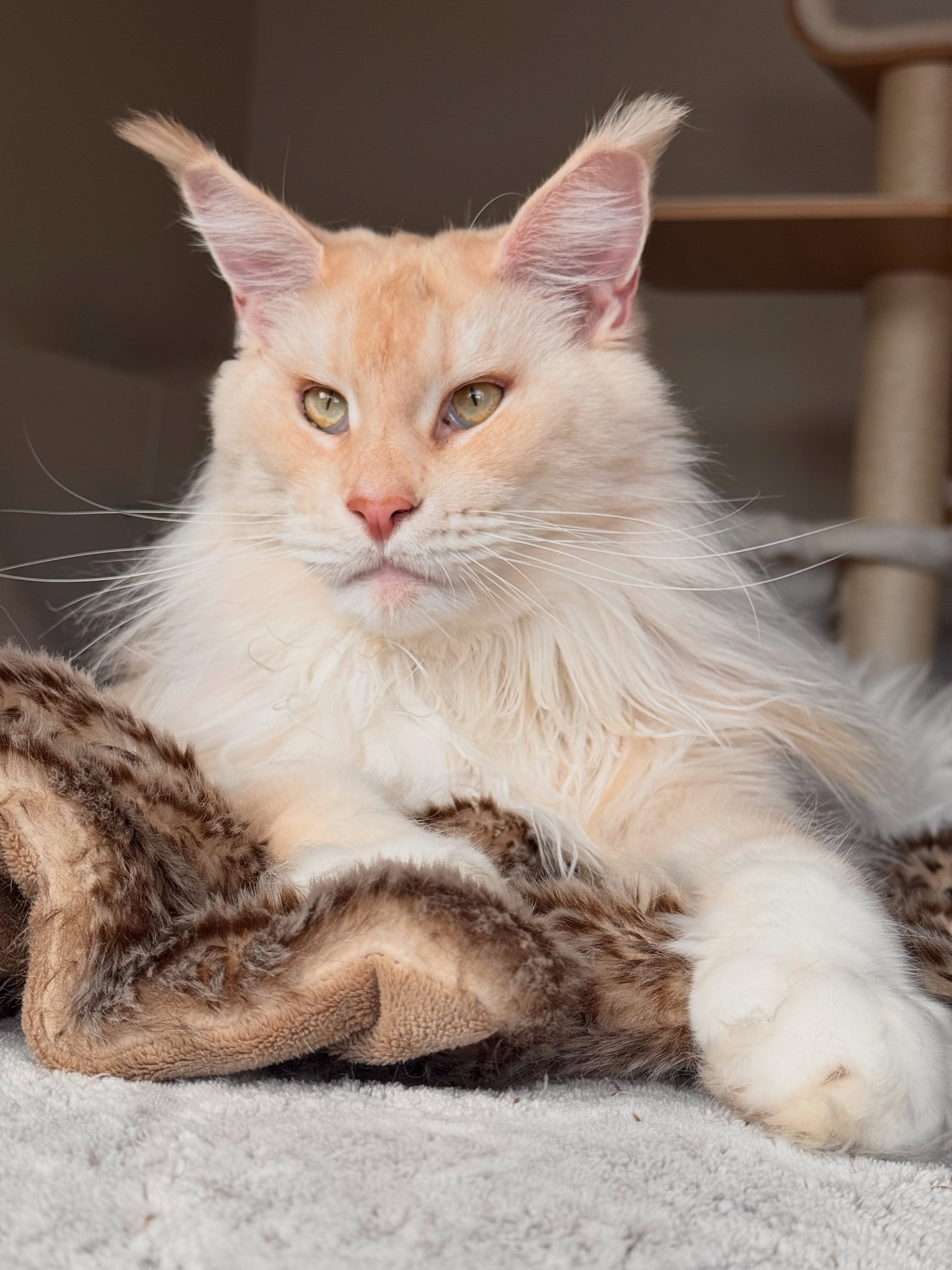 Gorgeous Cream Female Maine Coon - 2 Years Old image 1