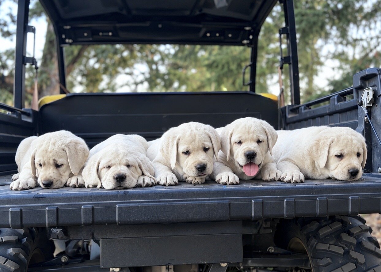 AKC English Labrador Puppies image 1