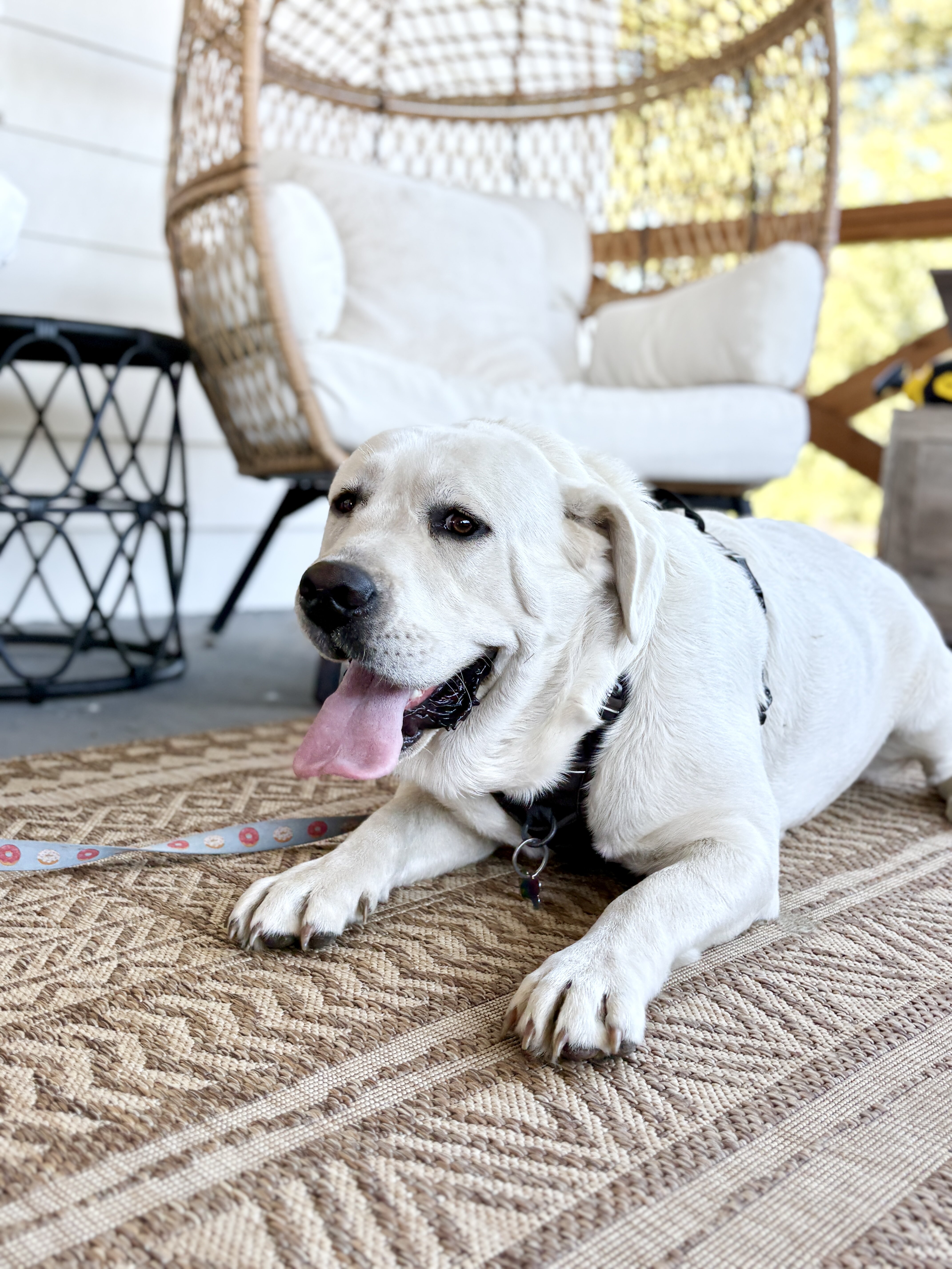 AKC English Labrador Puppies image 7