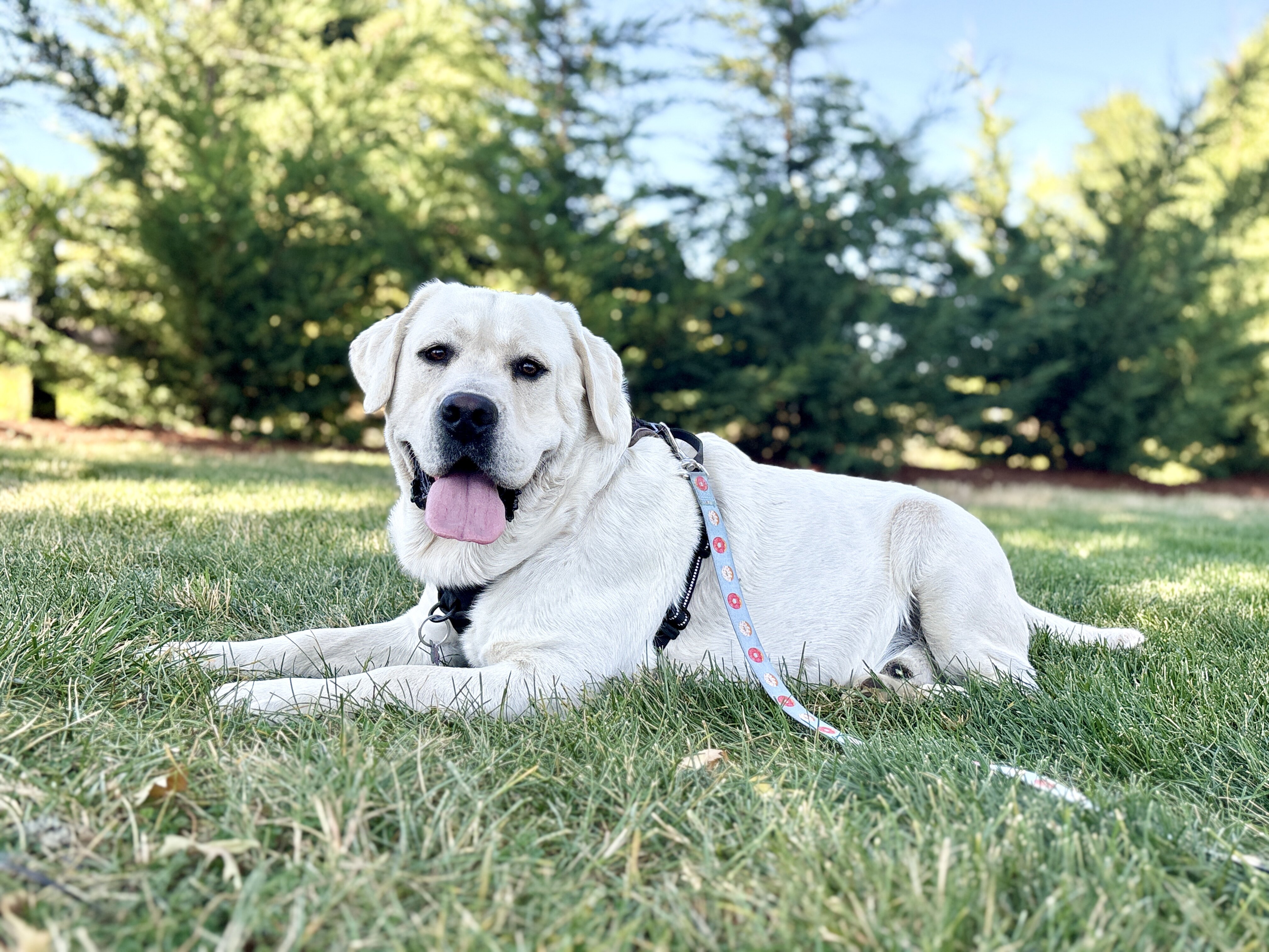 AKC English Labrador Puppies image 6