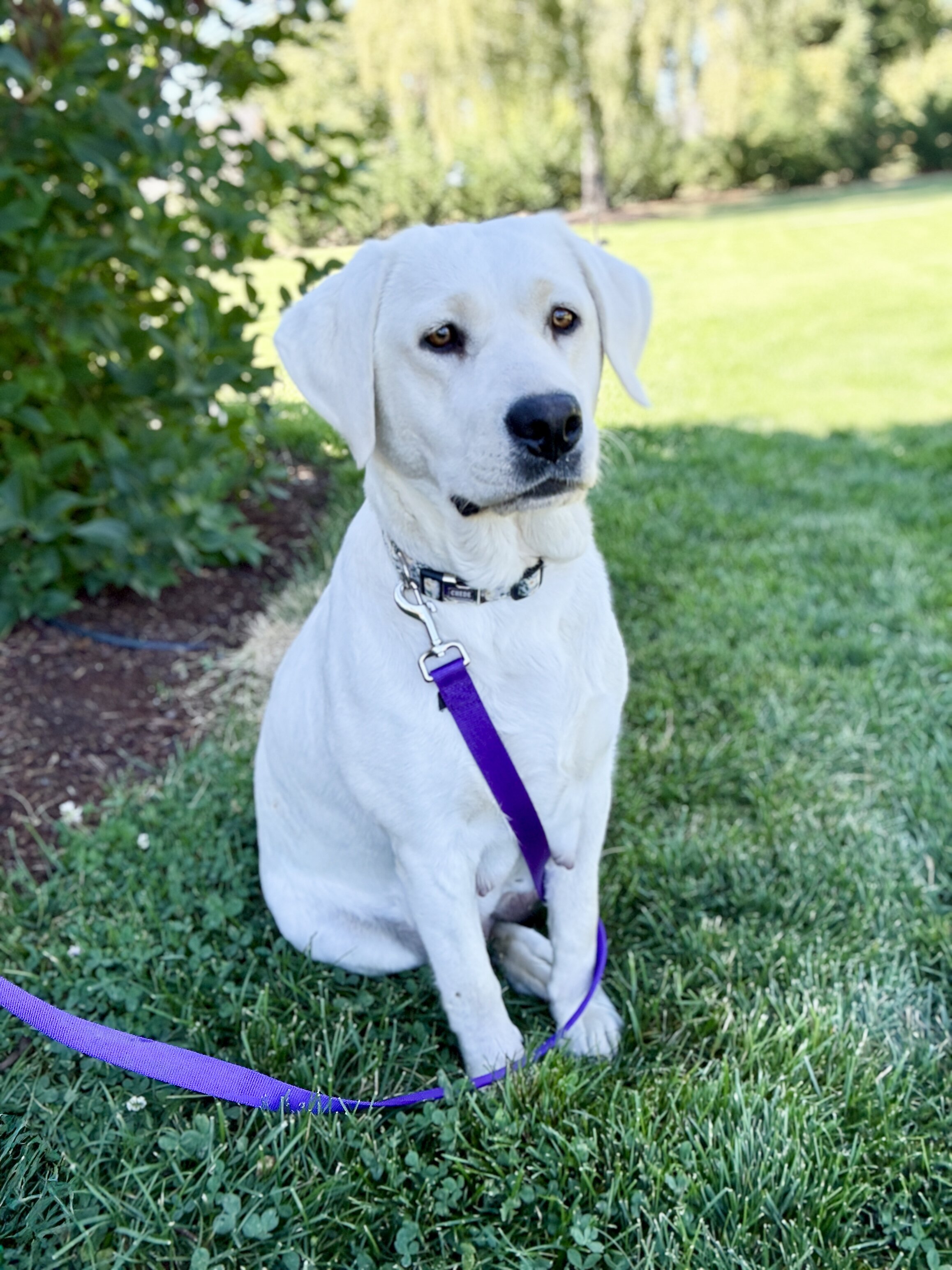 AKC English Labrador Puppies image 3