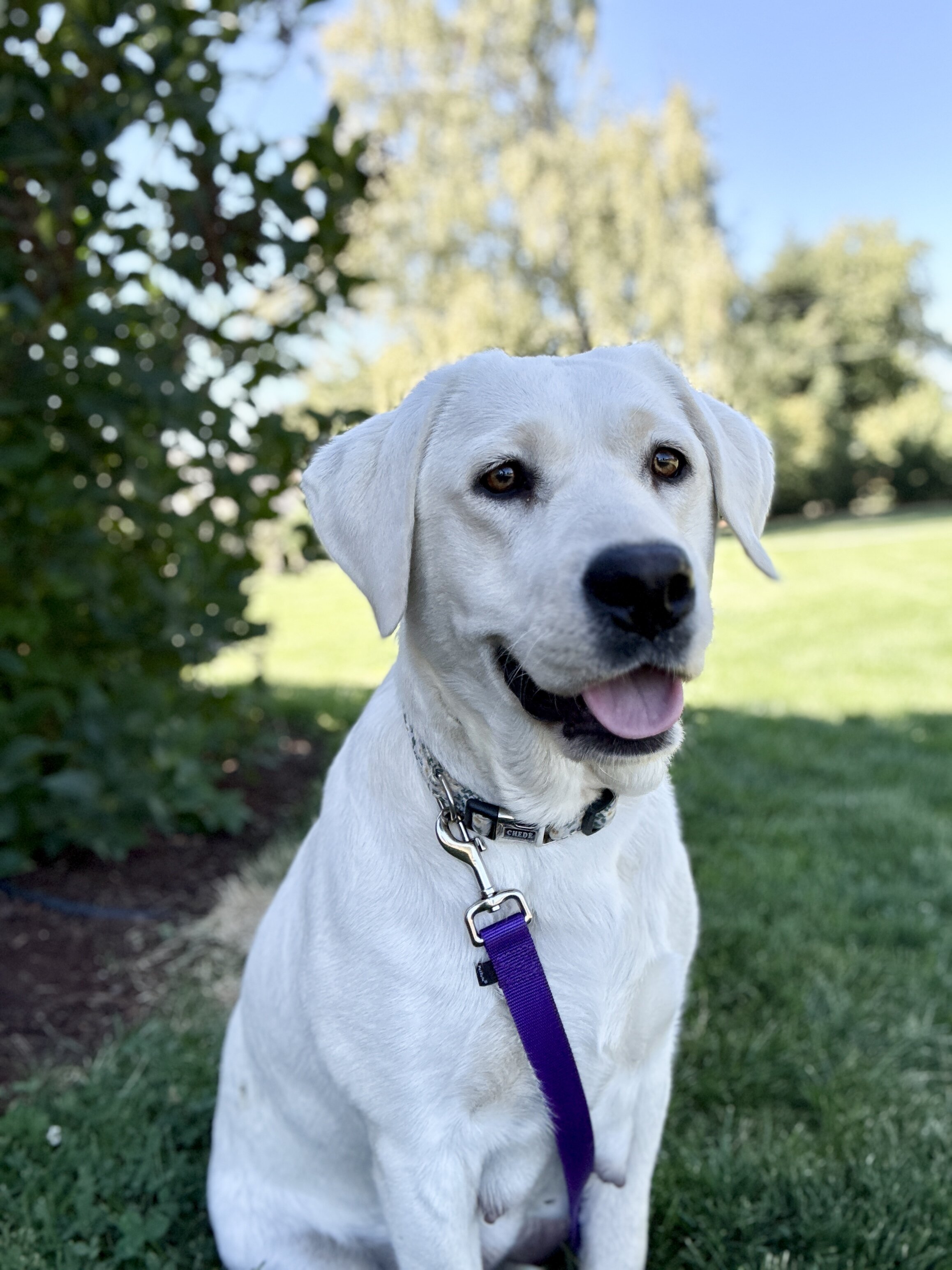 AKC English Labrador Puppies image 4