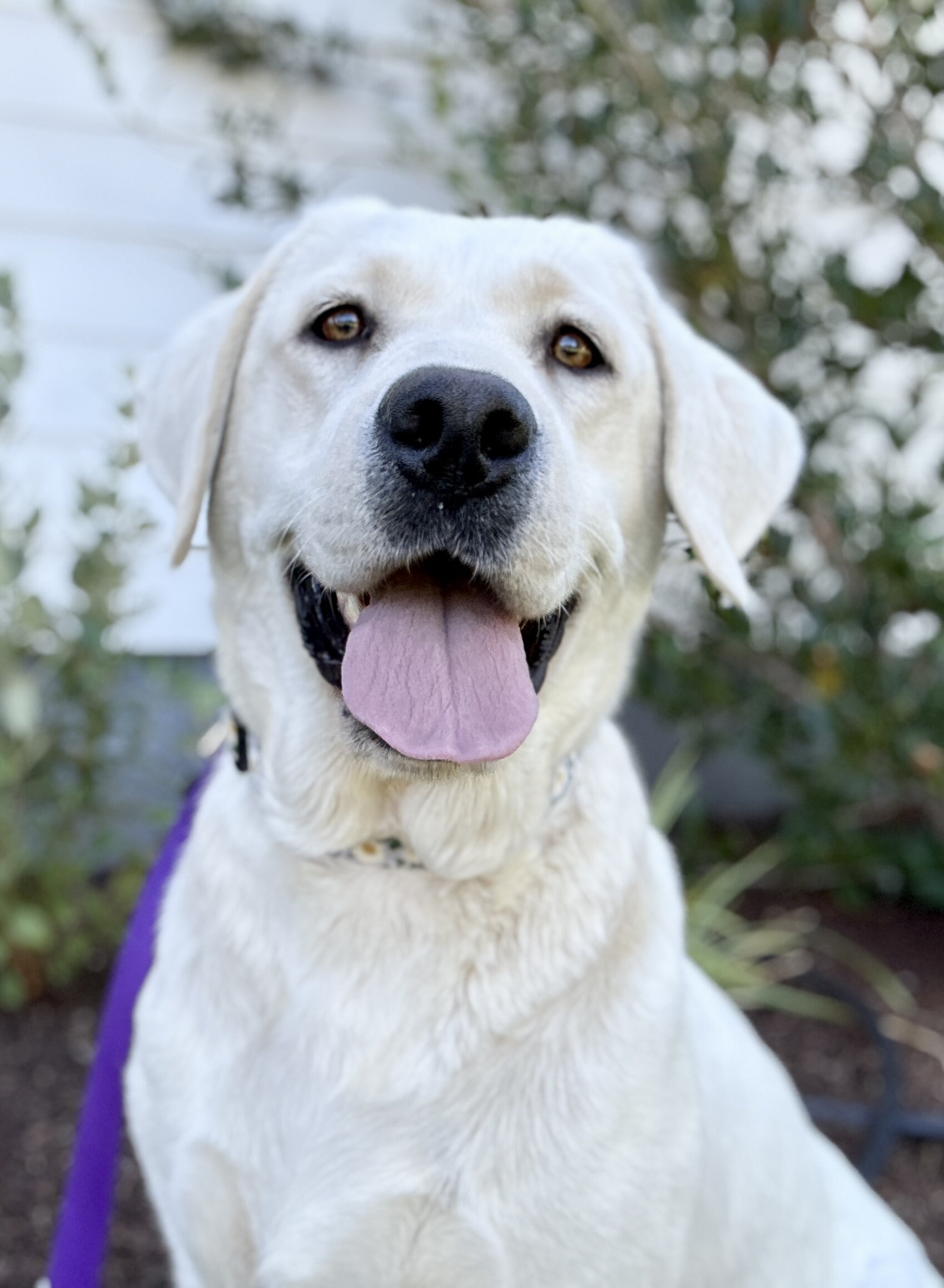AKC English Labrador Puppies image 5