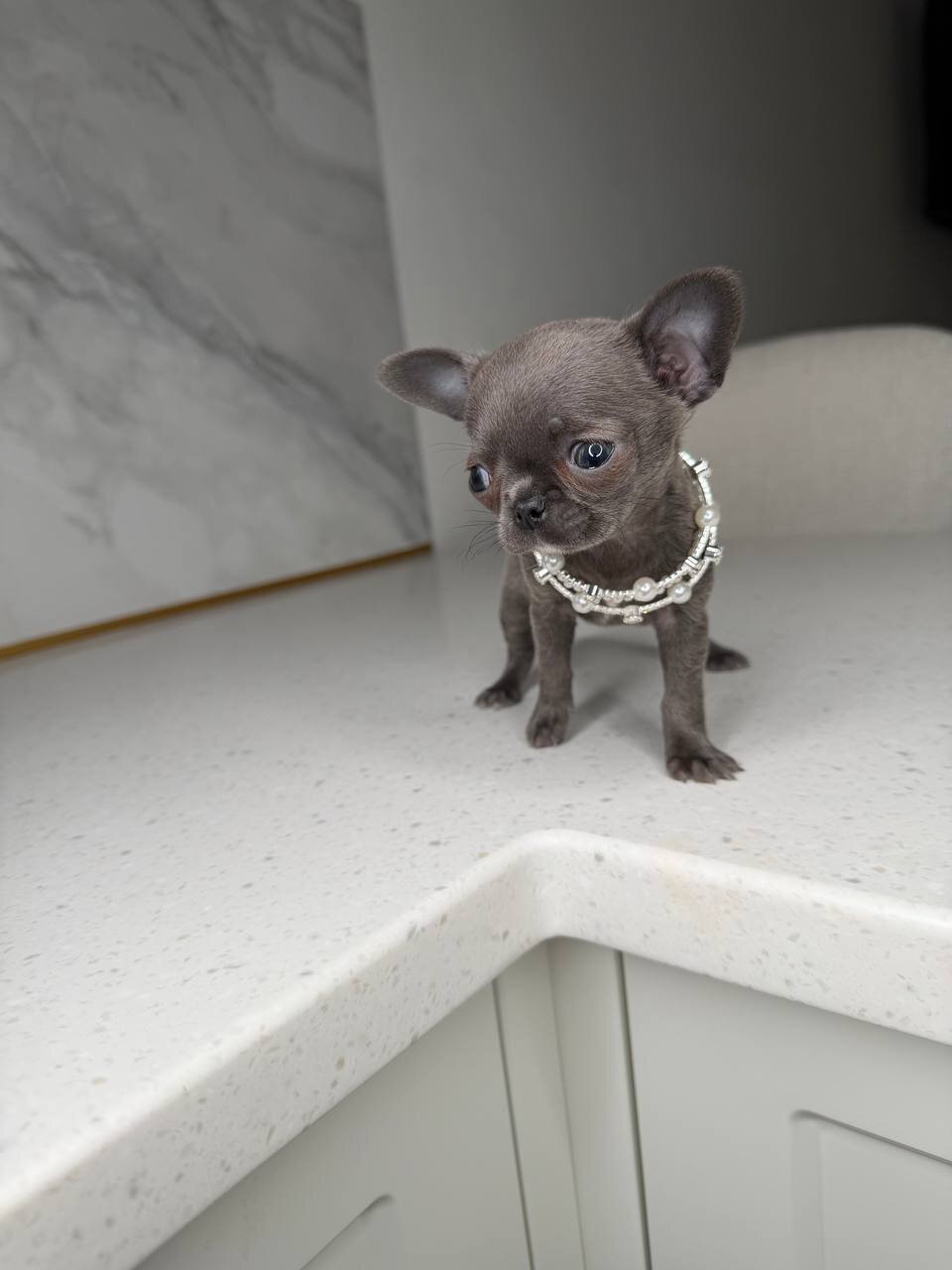 Teacup French bulldog image 1