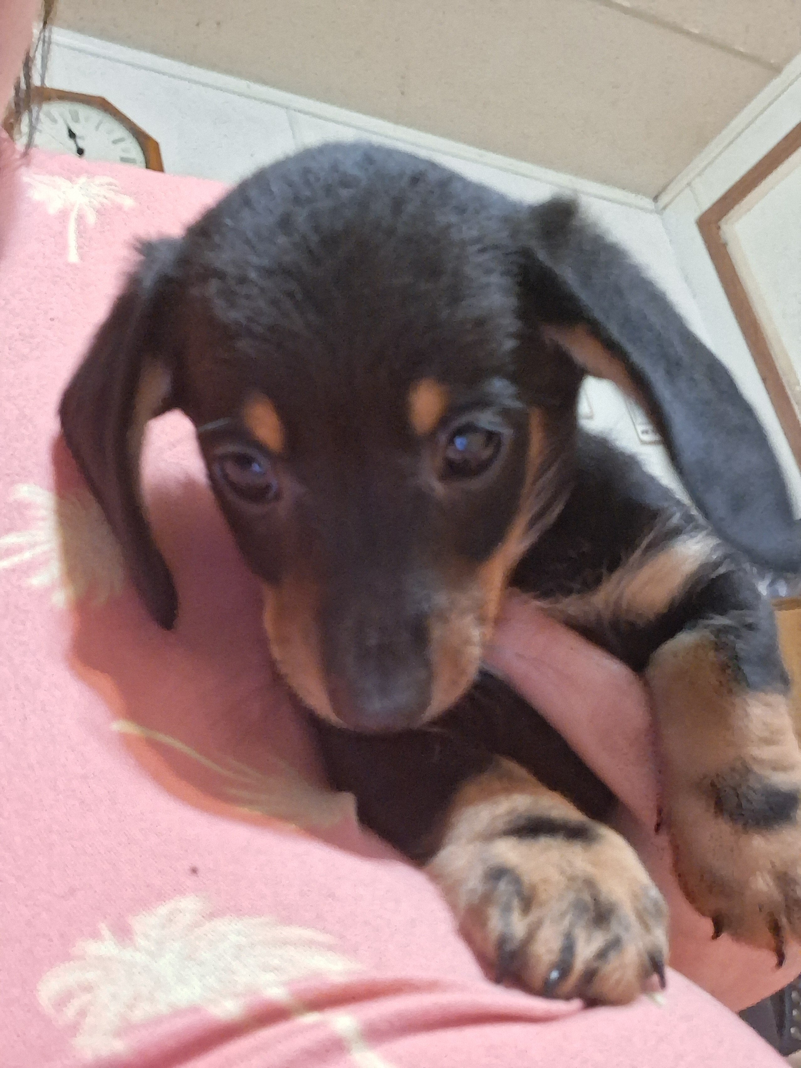 Mini dachshund puppies image 2