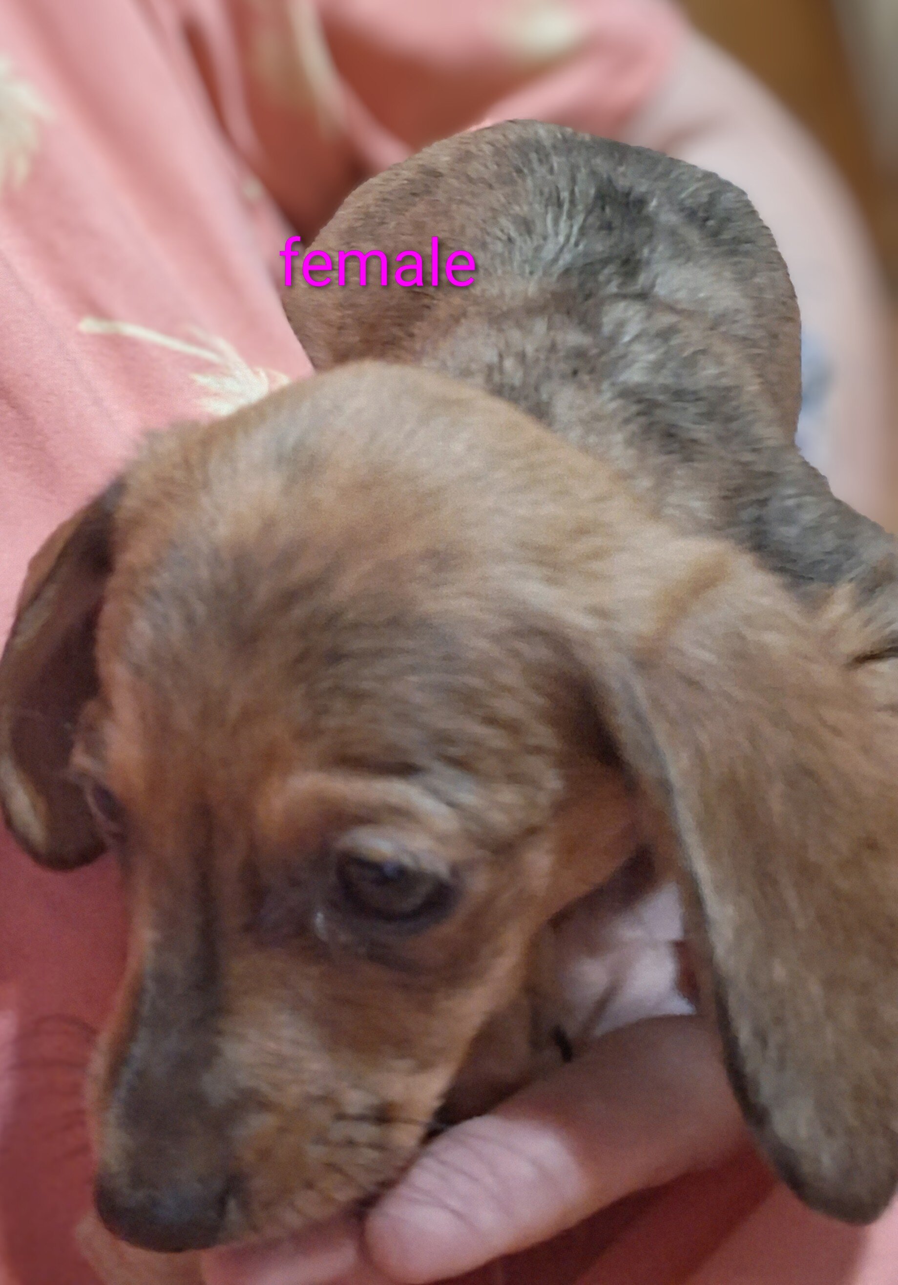 Mini dachshund puppies image 6