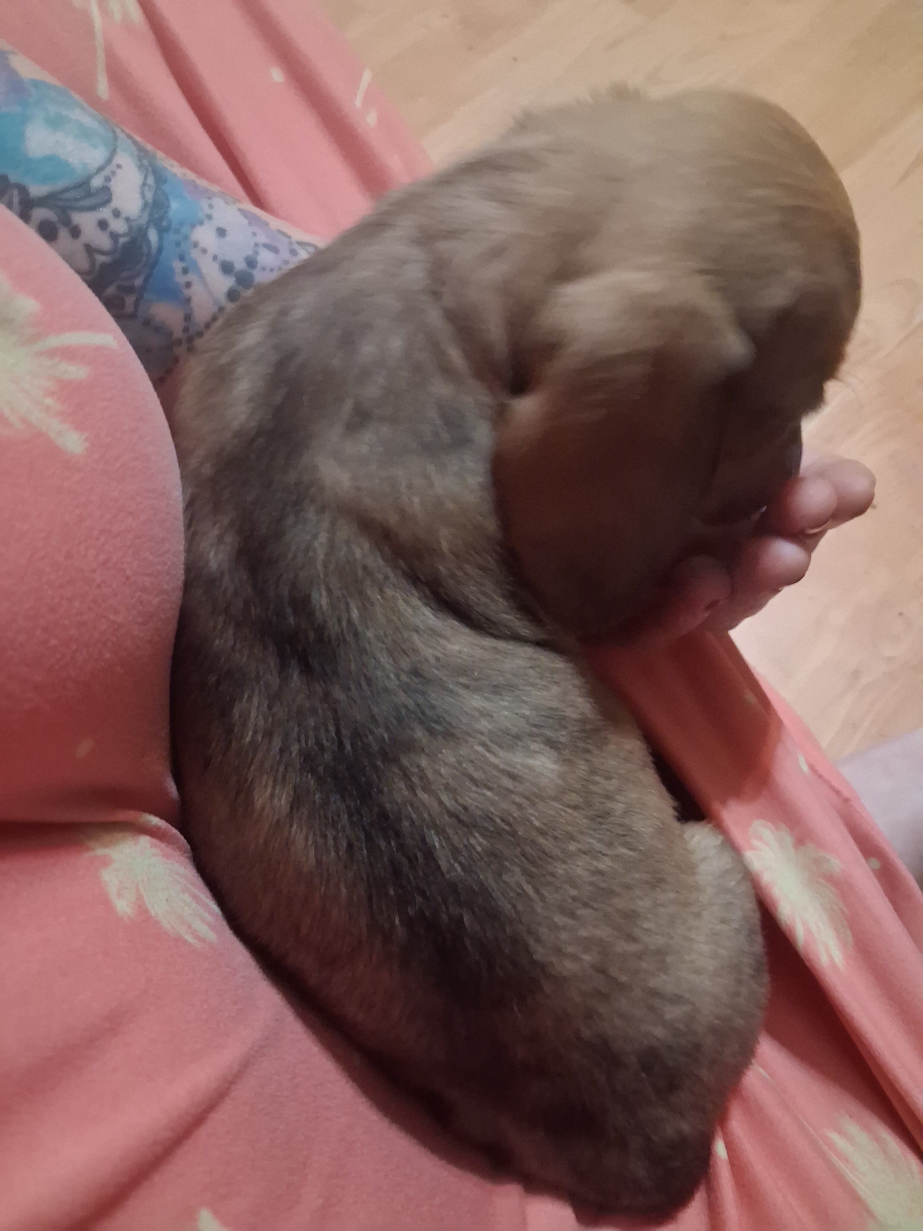 Mini dachshund puppies image 8