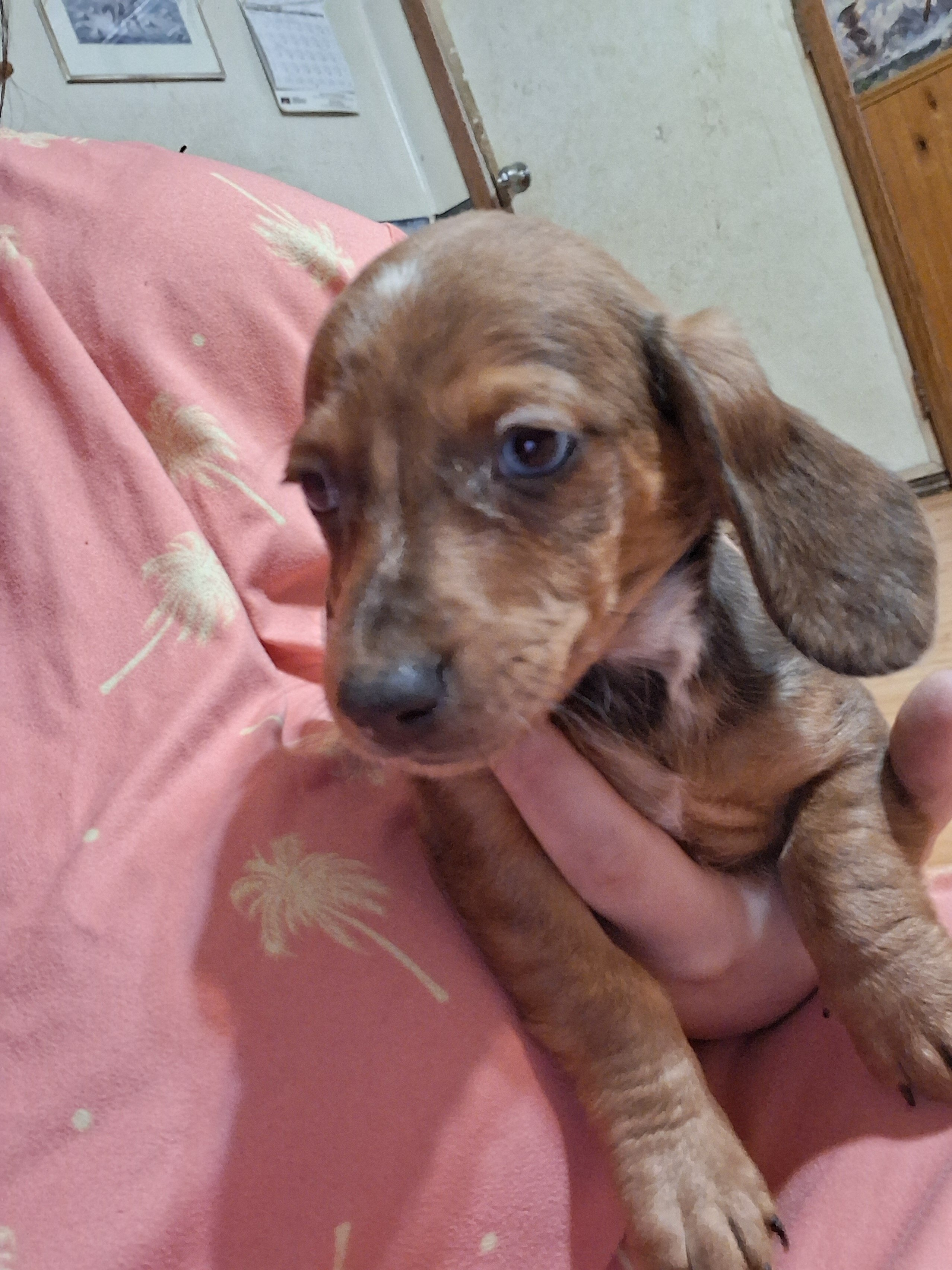 Mini dachshund puppies image 9