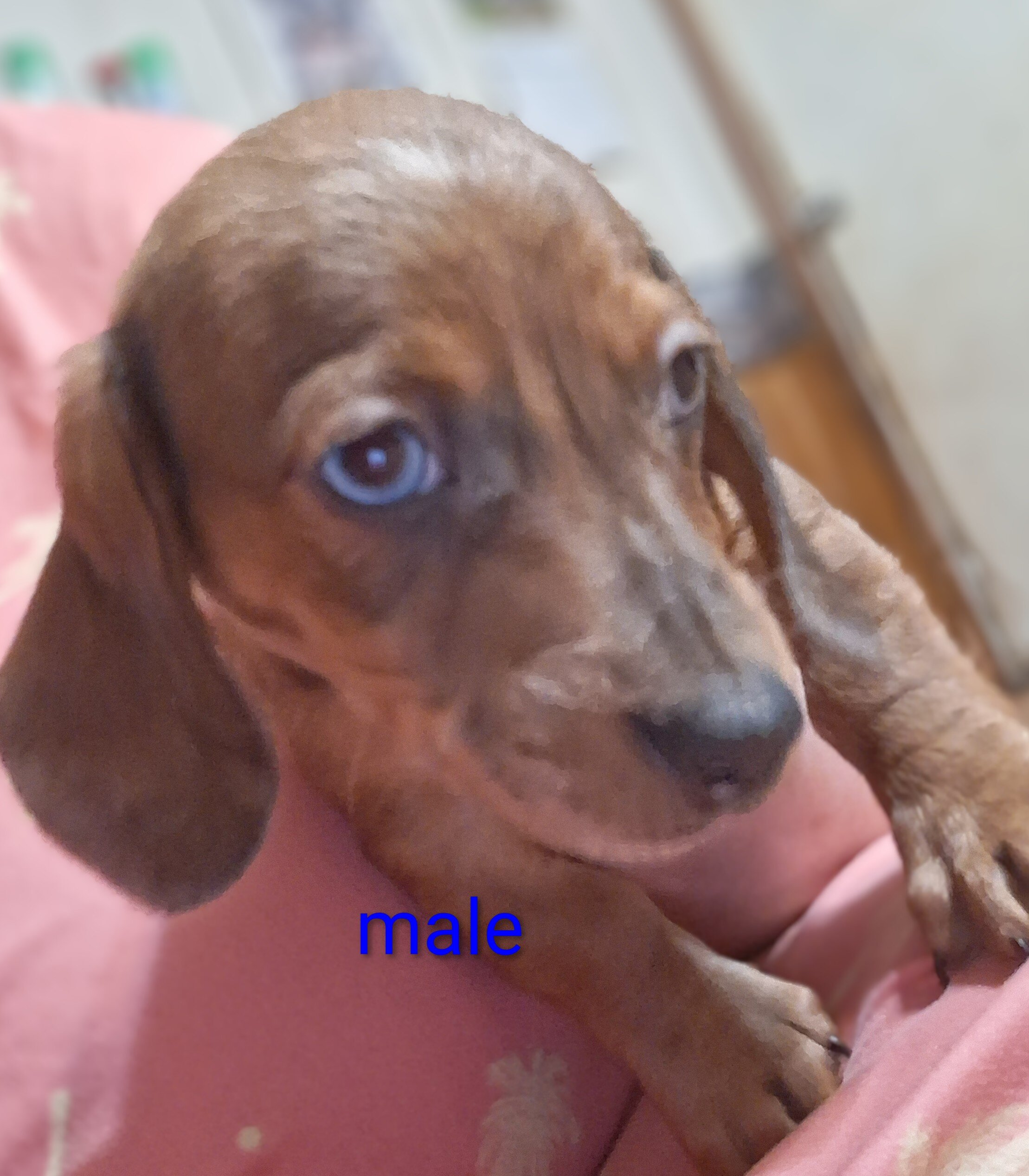 Mini dachshund puppies image 4