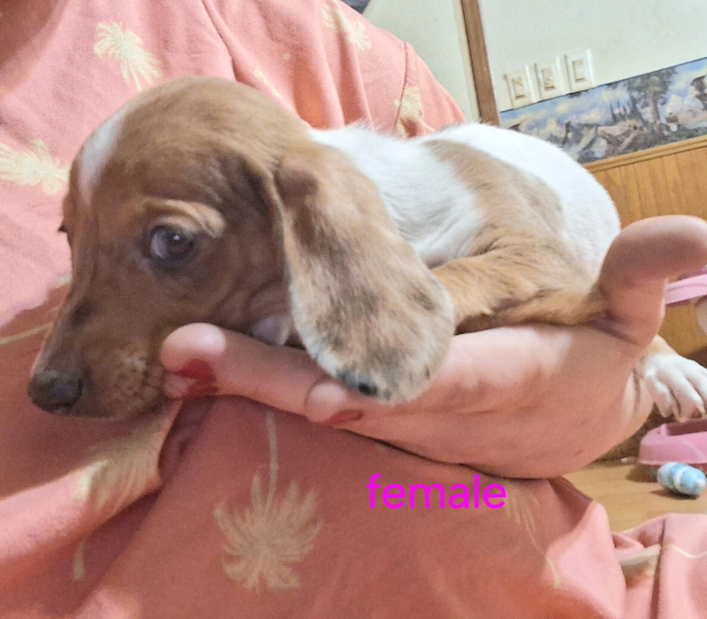 Mini dachshund puppies image 1