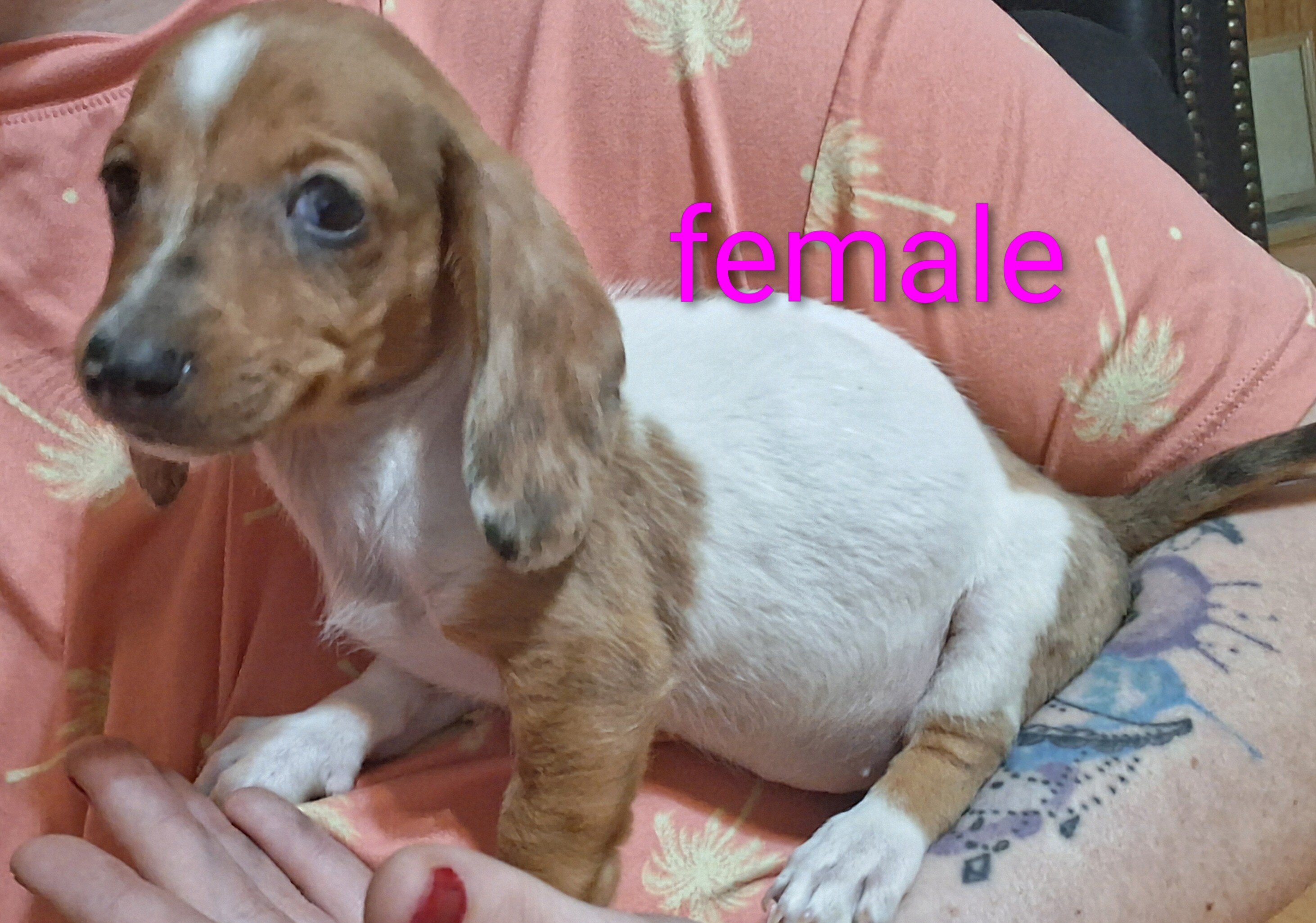 Mini dachshund puppies image 3