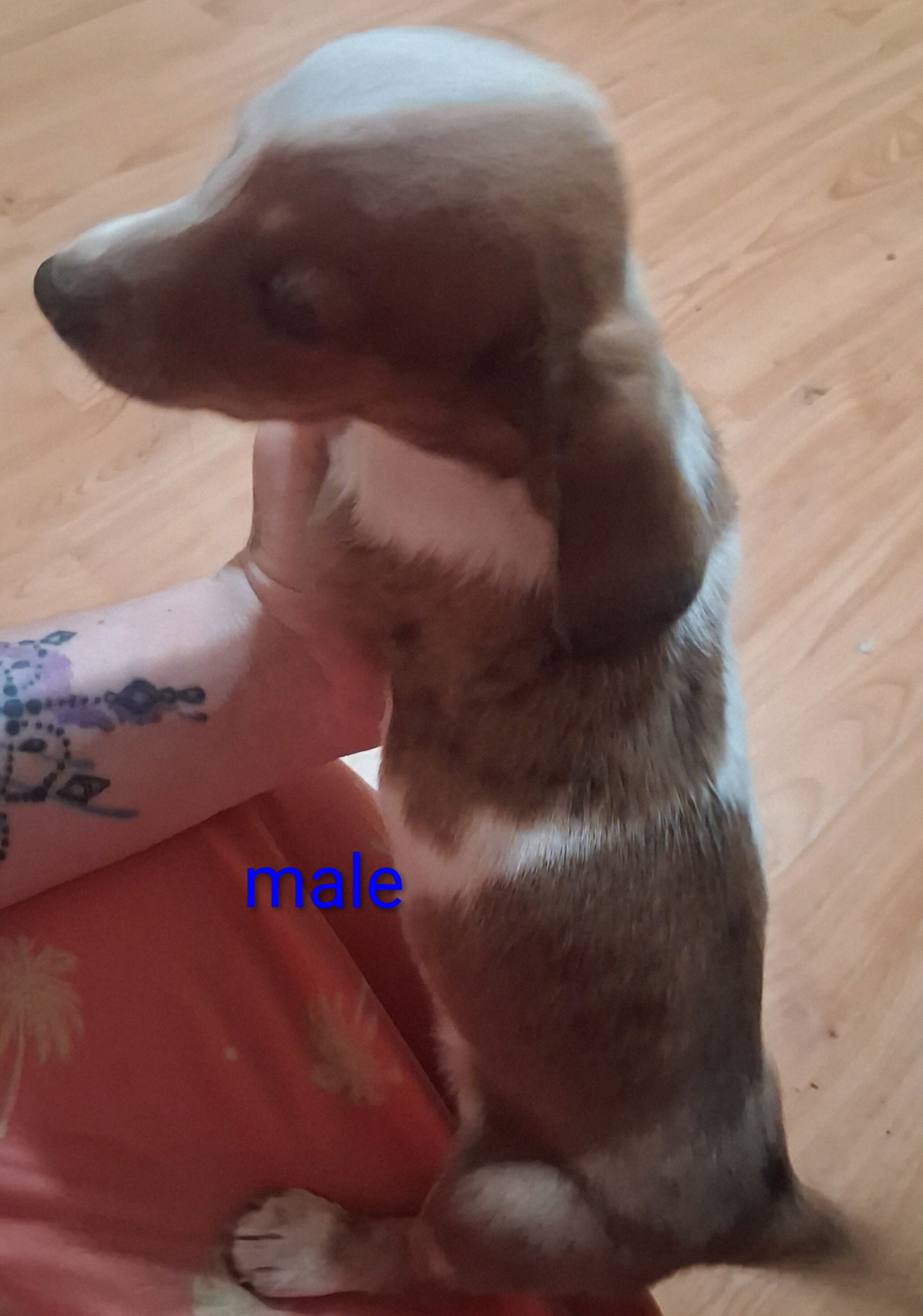 Mini dachshund puppies image 5