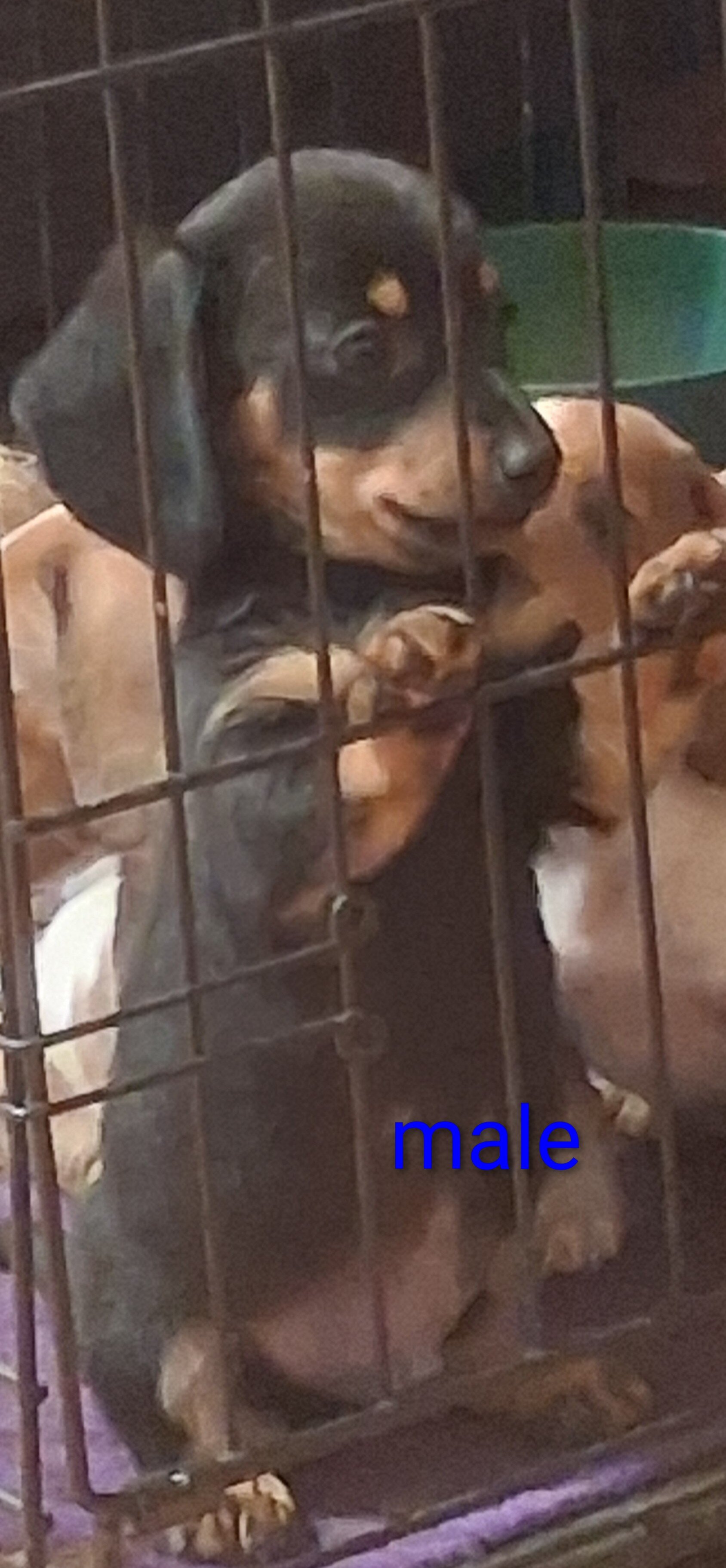 Mini dachshund puppies image 7