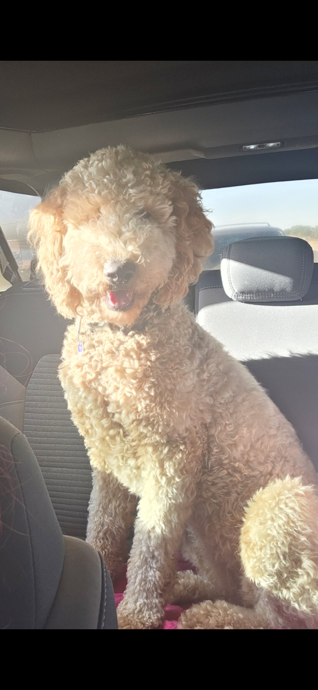 Goldendoodle image 3