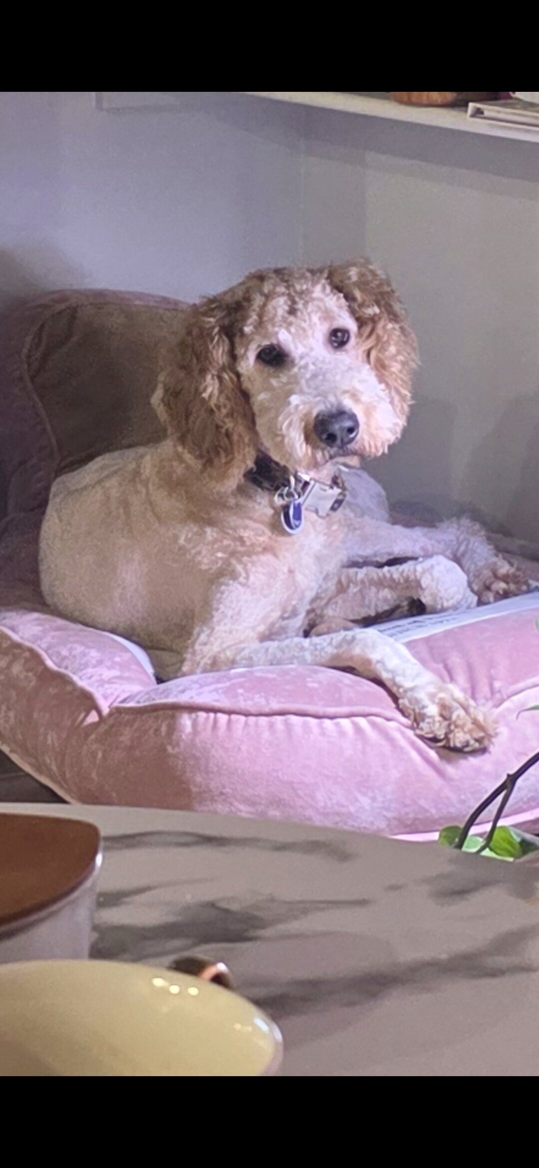 Goldendoodle image 2