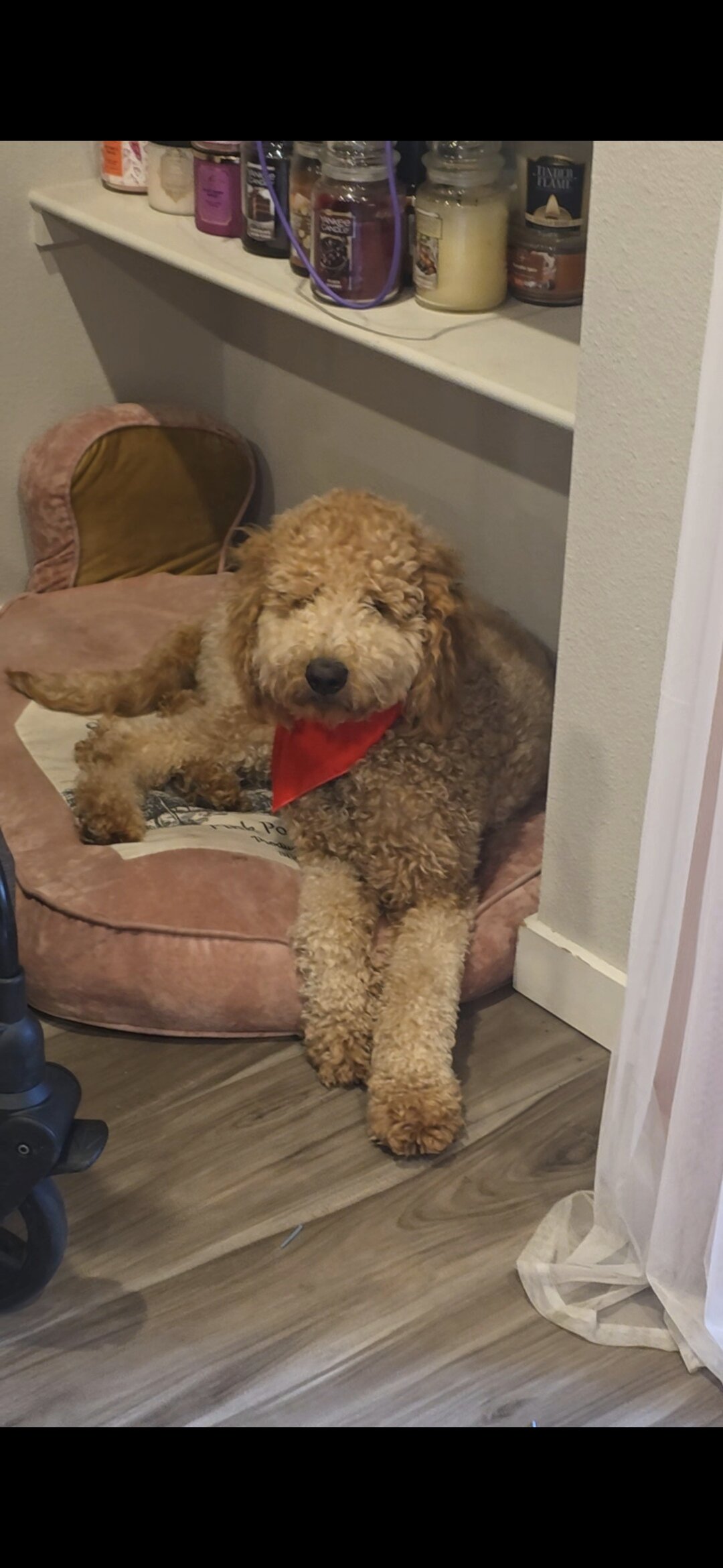 Goldendoodle image 1