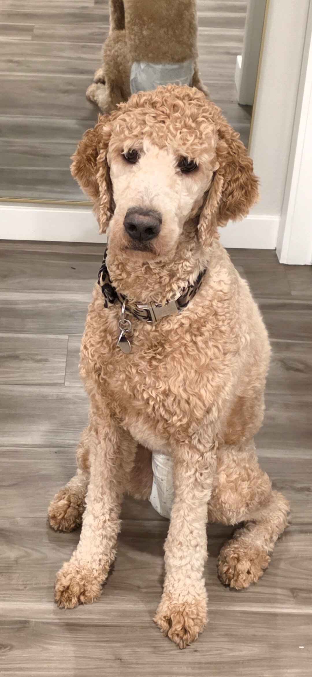 Goldendoodle image 5