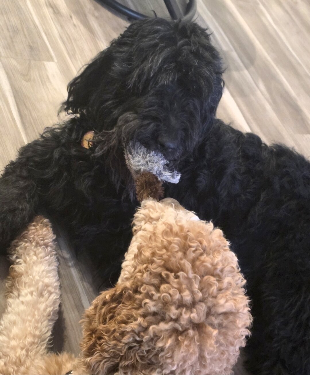 Labradoodle image 10