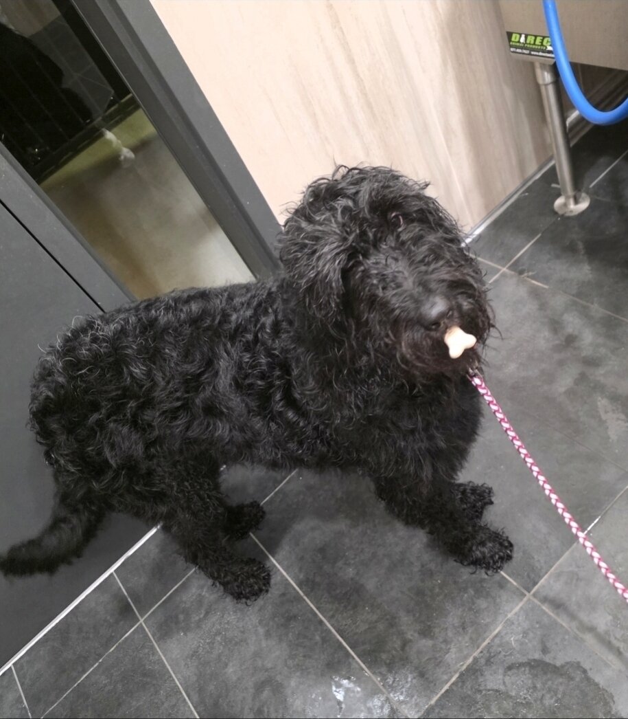 Labradoodle image 8
