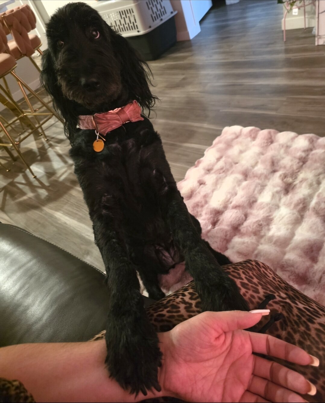 Labradoodle image 7