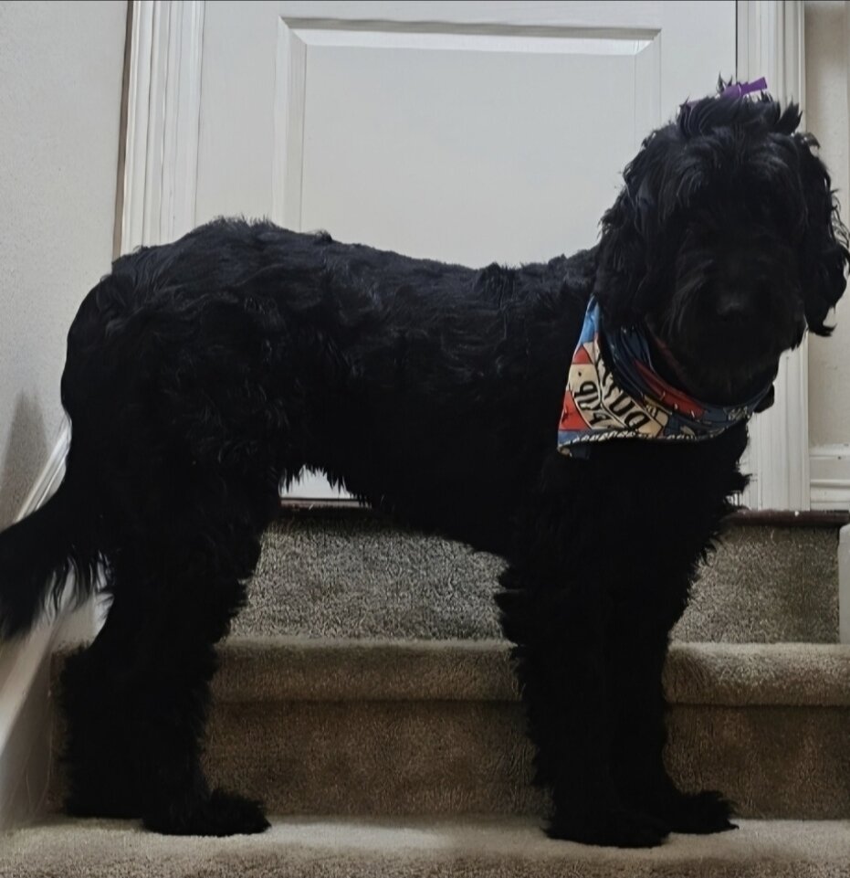 Labradoodle image 6