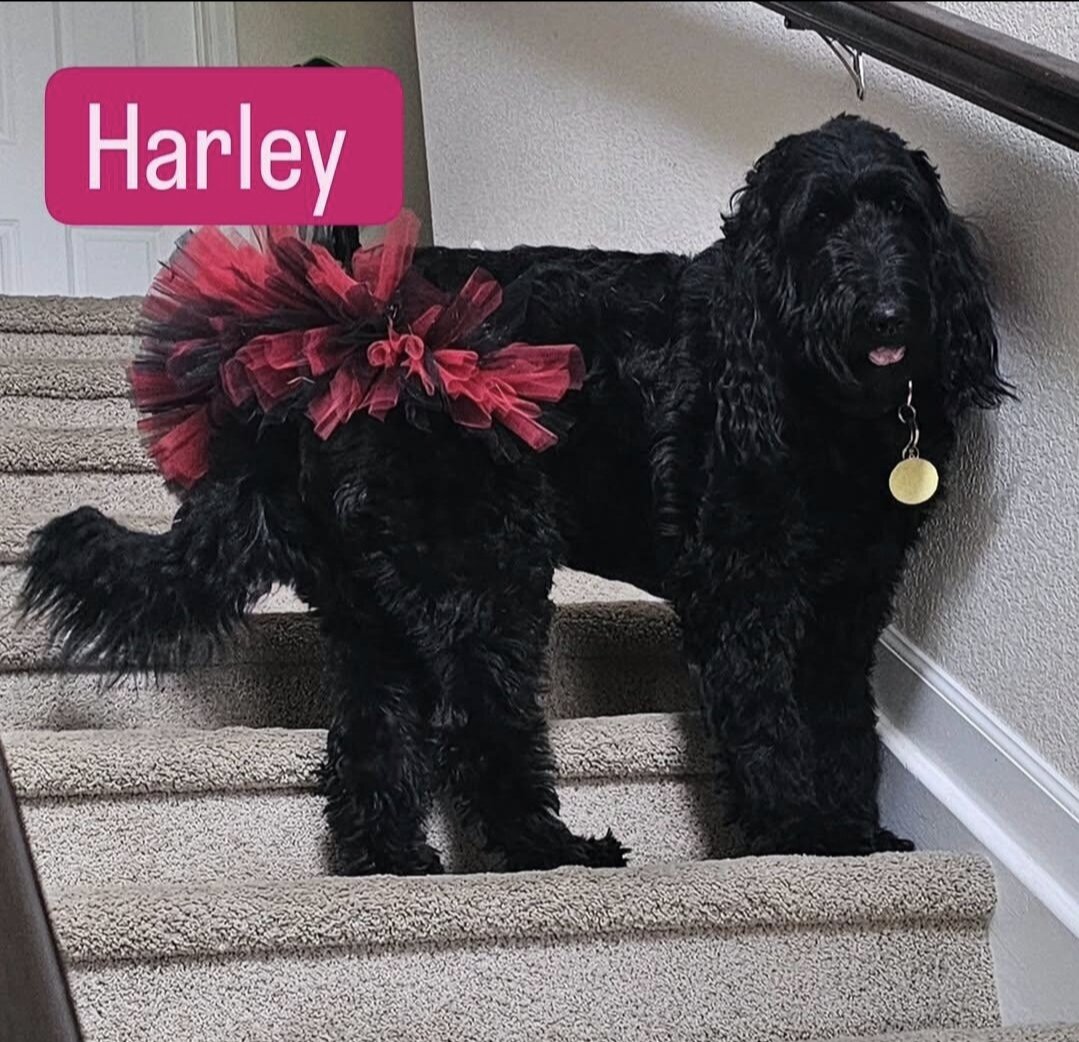 Labradoodle image 4