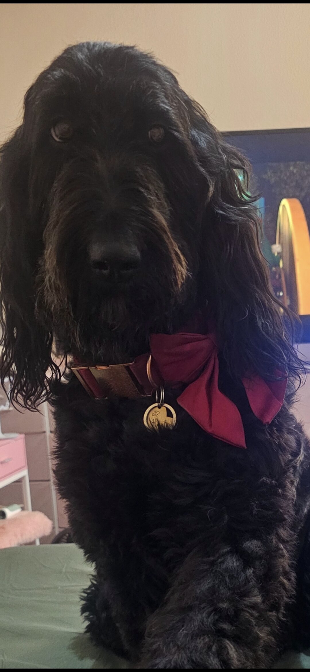 Labradoodle image 3