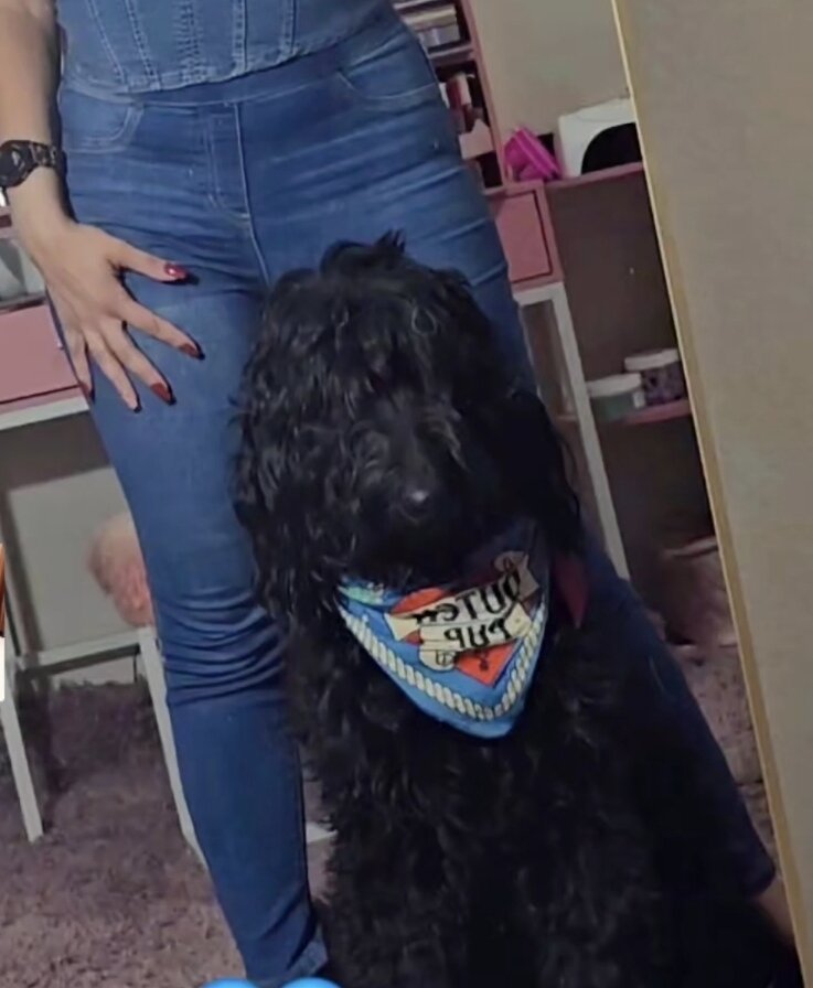 Labradoodle image 1