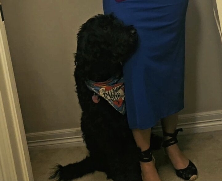 Labradoodle image 2