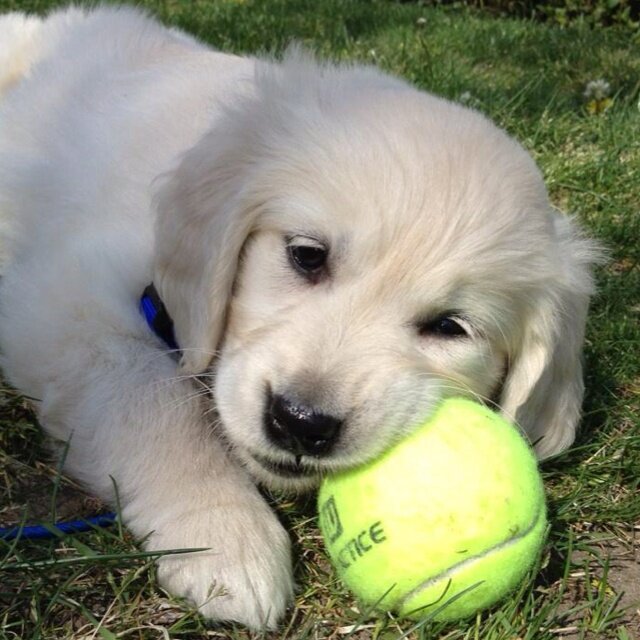 Golden Retriever Puppy image 1