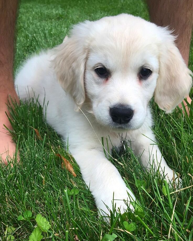 Golden Retriever Puppy image 2