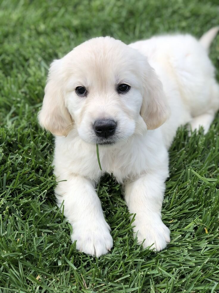 Golden Retriever Puppy image 3