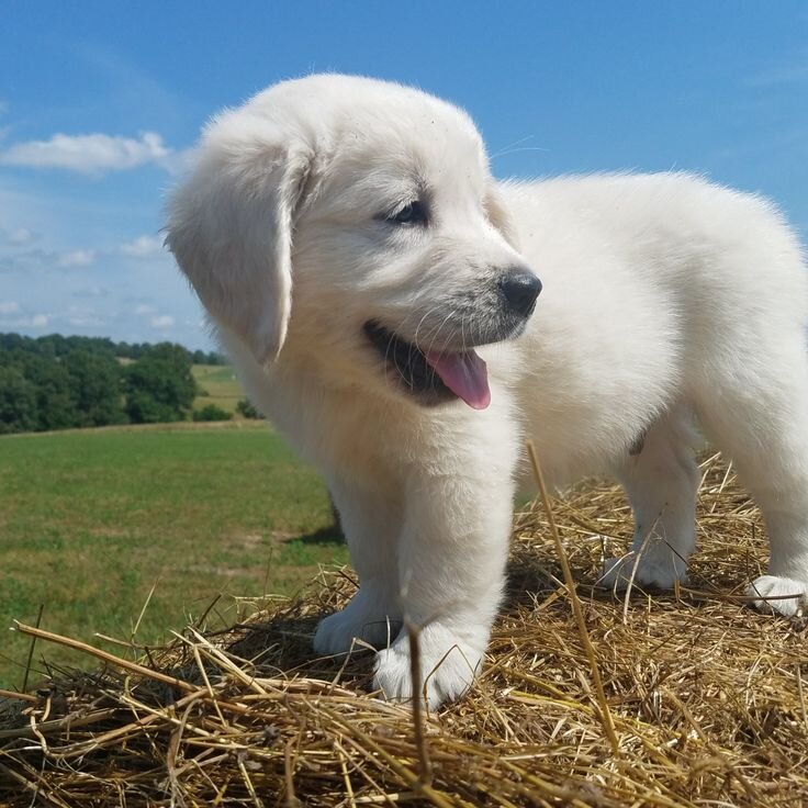 Golden Retriever Puppy image 4