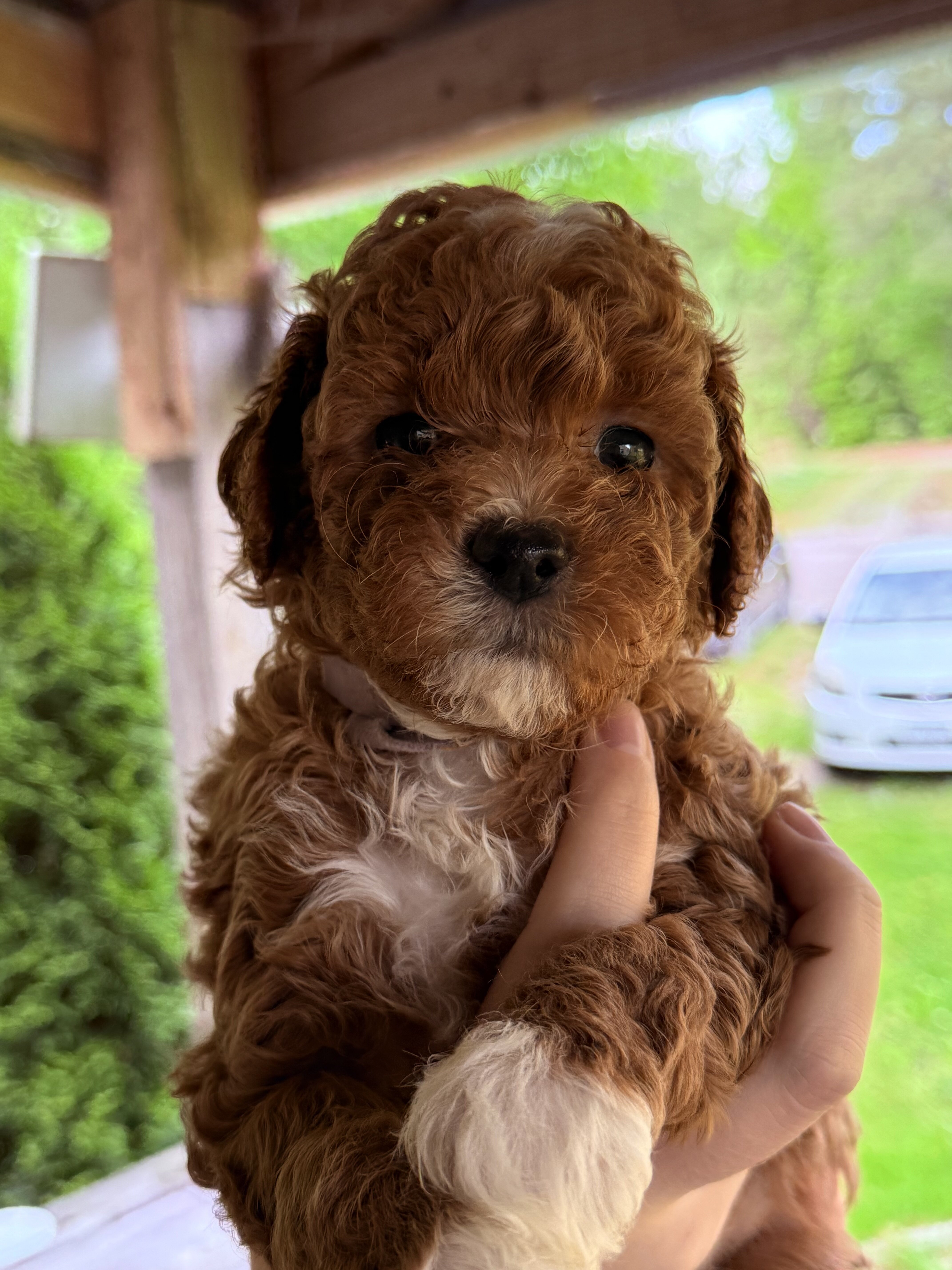 Micro mini Goldendoodles puppies image 1