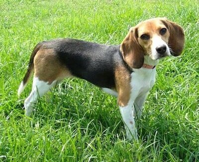 Standard Beagle image 1