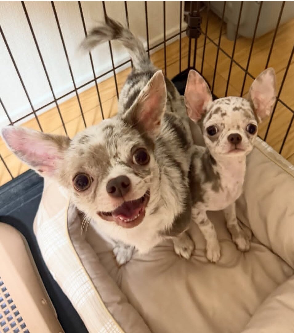 Cute chihuahua Puppies (+14502319792) image 3